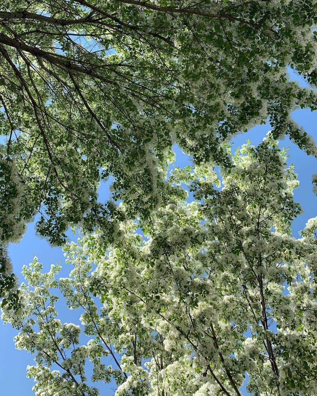 イ・ドンフィさんのインスタグラム写真 - (イ・ドンフィInstagram)「🌿💐🌷🌹🌸🌺」5月13日 18時08分 - dlehdgnl