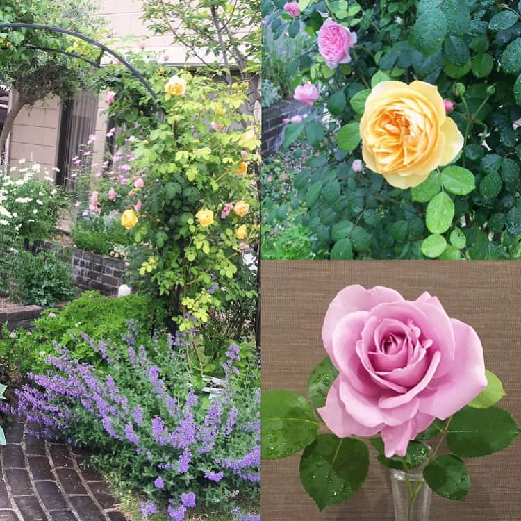 榊山敬代のインスタグラム：「🌹🌿… ・  昨日は母の日  午前に早速母親より 贈り物ありがとうの 連絡いただきまして ホッコリ日曜日の巻  今年はフルーツ屋さんにて みずみずしい果物な贈り物 届けてみまして感謝のとき  #いつもありがとう  妹家族も合わせて３家族に 楽しんでいただけるように  六個の詰め合わせを贈りましたけれど 妹たちも立派なお母さんなんだなぁと 尊敬してしまうおねえさまなのでした  画像は  実家のお庭が薔薇満開とのことで 母親よりいただきました写メにて  右下ピンクの薔薇は #rosegallery  にて一目惚れして 入荷は11月になってしまいましたが 2015年の母の日に贈りました  #ブルームーン という薔薇  両親共に植物を育てることがすきなので おもいきって薔薇の苗木を贈ってみたところ  お手入れがゆきとどいている証に 毎年美しい薔薇を咲かせてくれて  薔薇が一生懸命咲いてる姿に 幸せなきもちをいただくとき  ところで実家のお庭は ガーデニングのプロの方に コーディネートしていただいてますところ  実家に帰る度に物語のある草花の景色には 想像力をチャージさせていただくひとコマ ・ ・ 🙏🌿✨… ・ ・ ・ ・ ・ ・ 🌸" 作品展示情報… ・ 『第7回 郷さくら美術館 桜花賞展』 ・ 会場：郷さくら美術館 ・ 「郷さくら美術館　桜花賞」展は、「桜」を描いた現代日本画を多くの方々にご覧頂き、日本画の素晴らしさを再発見してもらうことを目的とした展覧会です。今回もこれからの活躍がますます期待される日本画家31名が、日本美術でおなじみの「桜」という大変難しいモチーフを相手に、それぞれの持ち昧を生かした個性的な素晴らしい桜の絵画に仕上げています。現代日本画家たちの個性を、豊かな桜花の美しさを、どうぞお楽しみください。  東京都目黒区上目黒1-7-13　 TEL：03-3496-1771  東急東横線、東京メトロ日比谷線 中目黒駅より徒歩５分 ◼︎詳しくはホームページをご覧ください ・ ・ ・ ・ ・  #flower #薔薇 #ローズギャラリー #バラ #rose #bluemoon #mothersday #家族 #family #新緑 #green #Freshgreen #natural #oasis  #日本画家 の  #母の日 #プレゼント #present #実家 #お庭 #ガーデニング  #gardening #garden」