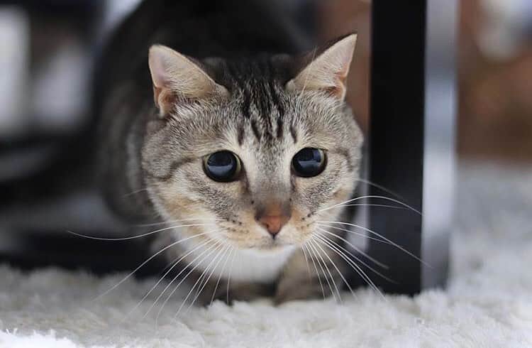 PECOねこ部のインスタグラム