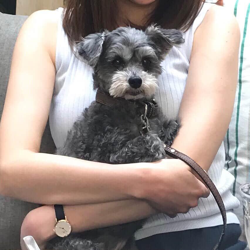 橘珠里さんのインスタグラム写真 - (橘珠里Instagram)「最近の #ブレア さん🐶 ( @blair_stagram ) ⠀ ⠀ 私より上手なカメラ目線とスマイル🤭 旦那さんもすっかりメロメロです😍🤭💦笑 ----*----*----*----* #dogstagram #mixbreeddog #maltipoo #doggy #doggie #mydaughter #brentwoodterrace #🐶 #犬スタグラム #マルプー #プーマル #ミックス犬 #マルプー連合 #マルプー女子 #マルチーズミックス #宝物 #愛娘 #かわいいワンコ #ワンコ #わんこ #愛犬 #ペット同伴可 #ワンコとお出かけ #犬okのお店 #ペットokカフェ #嫁グラフィー #テラス席 #ブレントウッドテラス」5月13日 18時37分 - jurinu