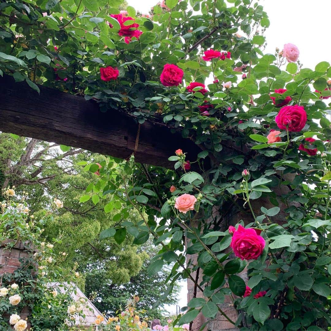 のインスタグラム：「アカオハーブ&ローズガーデンのバラが咲き始めました🌹✨ バラ以外の花々も楽しめるので是非、熱海に来た際には立ち寄ってみてはいかがでしょうか⁉️」