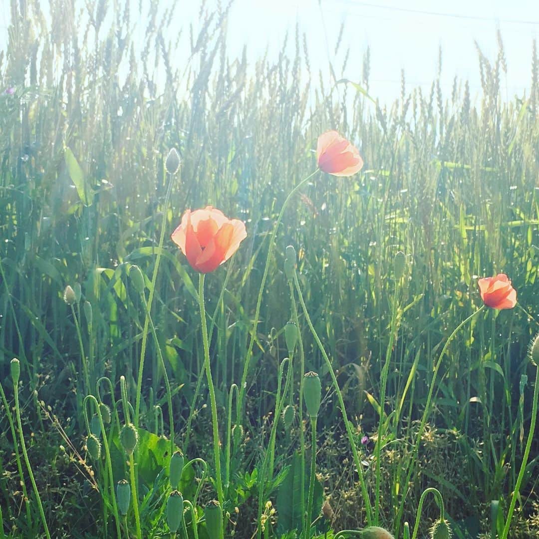 のインスタグラム：「ポピー  #ポピー #ヒナゲシ #ナガミヒナゲシ #flora #flower #花 #poppy」