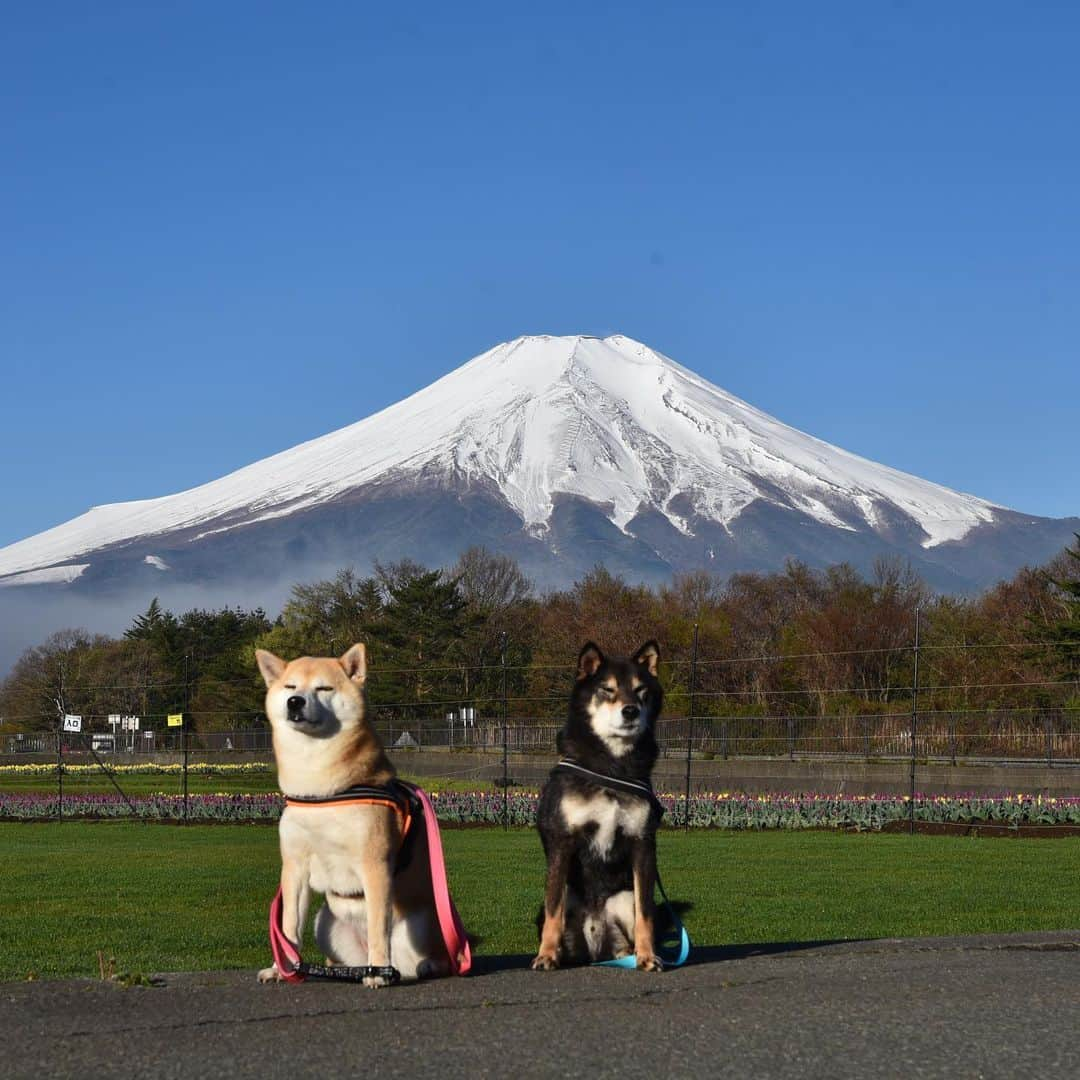 がんちゃんさんのインスタグラム写真 - (がんちゃんInstagram)「#てんタッキー富士山の旅  2019年5月8日 朝からあまりに富士山がキレイに見えていたので5時起きで朝ごはんの前に撮影散歩へ😆 開園前の花の都公園で📸  朝日が眩しくて #糸目ーズ に😑😑 富士山左手のモヤは山中湖から上がったものでした。」5月13日 18時34分 - kota2ann