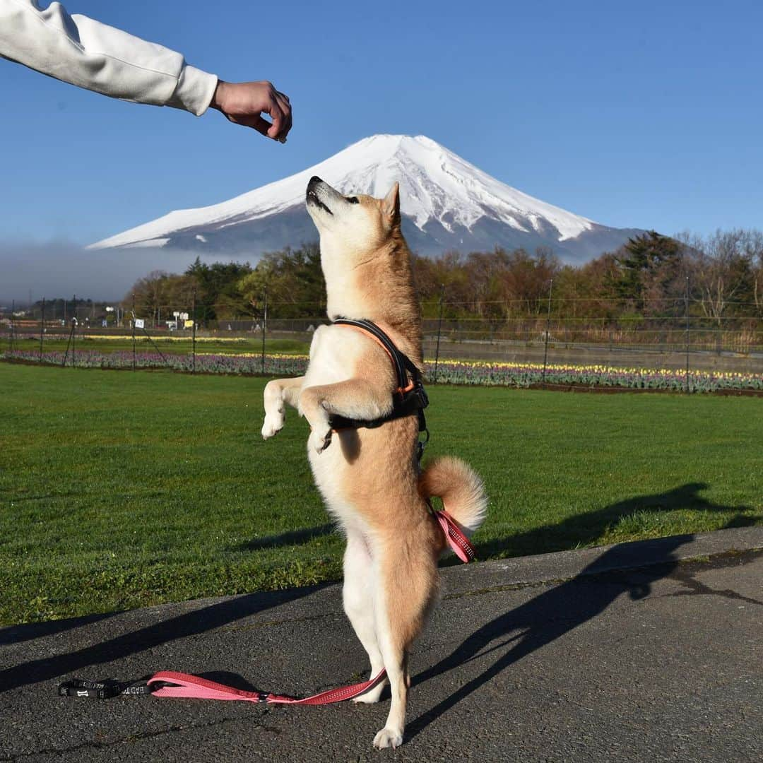 がんちゃんさんのインスタグラム写真 - (がんちゃんInstagram)「#てんタッキー富士山の旅  2019年5月8日 朝からあまりに富士山がキレイに見えていたので5時起きで朝ごはんの前に撮影散歩へ😆 開園前の花の都公園で📸  朝日が眩しくて #糸目ーズ に😑😑 富士山左手のモヤは山中湖から上がったものでした。」5月13日 18時34分 - kota2ann