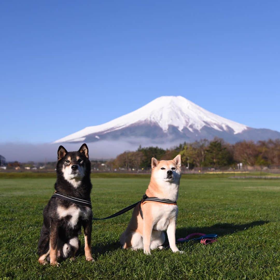 がんちゃんさんのインスタグラム写真 - (がんちゃんInstagram)「#てんタッキー富士山の旅  2019年5月8日 朝からあまりに富士山がキレイに見えていたので5時起きで朝ごはんの前に撮影散歩へ😆 開園前の花の都公園で📸  朝日が眩しくて #糸目ーズ に😑😑 富士山左手のモヤは山中湖から上がったものでした。」5月13日 18時34分 - kota2ann