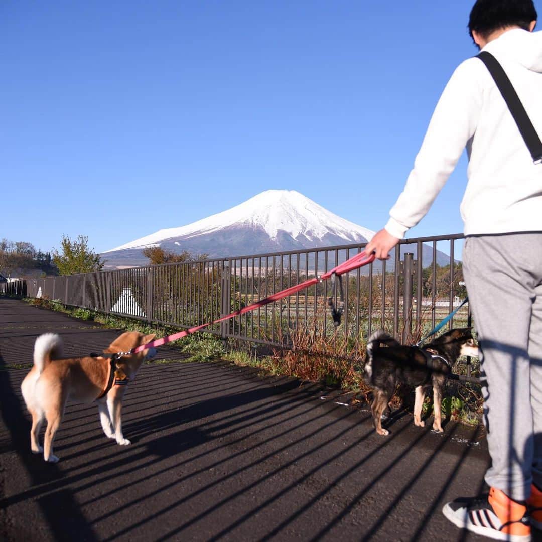 がんちゃんさんのインスタグラム写真 - (がんちゃんInstagram)「#てんタッキー富士山の旅  2019年5月8日 朝からあまりに富士山がキレイに見えていたので5時起きで朝ごはんの前に撮影散歩へ😆 開園前の花の都公園で📸  朝日が眩しくて #糸目ーズ に😑😑 富士山左手のモヤは山中湖から上がったものでした。」5月13日 18時34分 - kota2ann