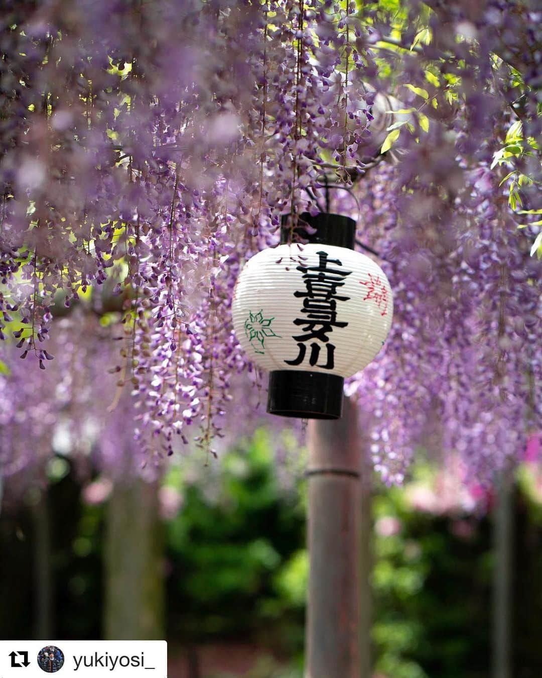 西条市さんのインスタグラム写真 - (西条市Instagram)「Repost @yukiyosi_ with @get_repost ・・・ #藤 #禎祥寺 #藤棚 #観音堂 #スナップ写真 #snapshot #sonyworldclub #sonyalpha #carlzeiss #carlzeisslenses #zeiss #batis85 #日々と写真 #カールツァイス #ツァイス写真部 #カメラのある生活 #instagramjapan #ig_japan #ig_myshots #daily_photo_jpn #ig_phos #icu_japan #team_jp_ #pics_jp #ptk_japan #lovesaijo #flowerstagram #ザ花部 #花撮り人 #花の写真館  GWを象徴する 西条花げしき②  この前ちらっとお知らせした 観音堂のふじの花  上喜多川の、地域の皆さん 毎年ありがとうございます😘🍢 ★フォトコンテスト実施中★ 詳しくはプロフィールページのストーリーとリンクをチェック！どしどし応募してんよ✨😁😁😁」5月13日 18時53分 - lovesaijo