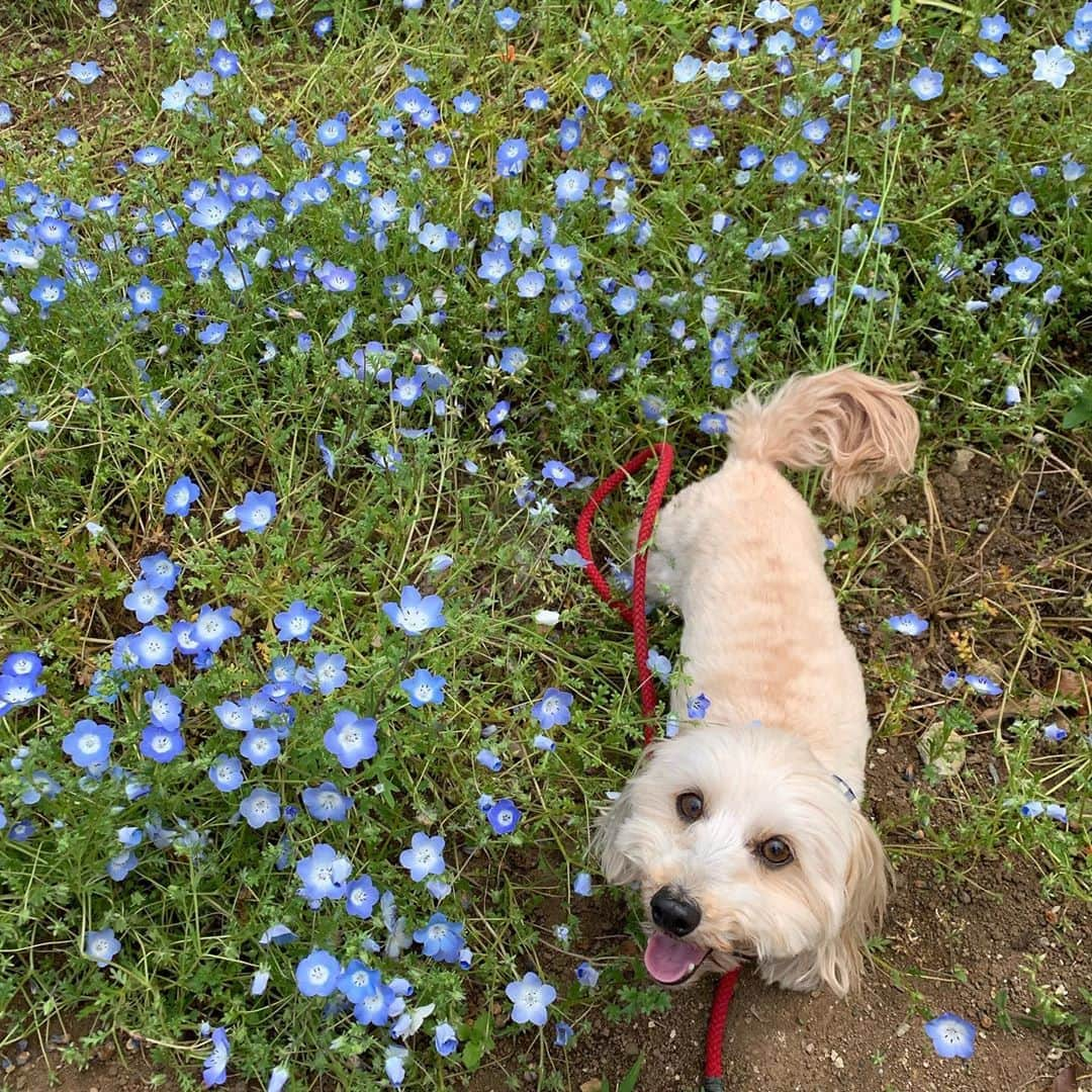 ハルペイさんのインスタグラム写真 - (ハルペイInstagram)「🐶 今日は愛犬の日なんだよ🐩 . まるちゃんに帰ったらおやつあげよ❤️ . #愛犬の日 #まるちゃん #ミックス犬  #マルックス #保護犬 #harupei#doodle#draw#drawing#illustrator#illustration#japan#絵#雑貨#湘南#イラスト#イラストレーター#ゆるいイラスト#ゆるい#ゆるかわ #茅ヶ崎」5月13日 18時57分 - harupeipei