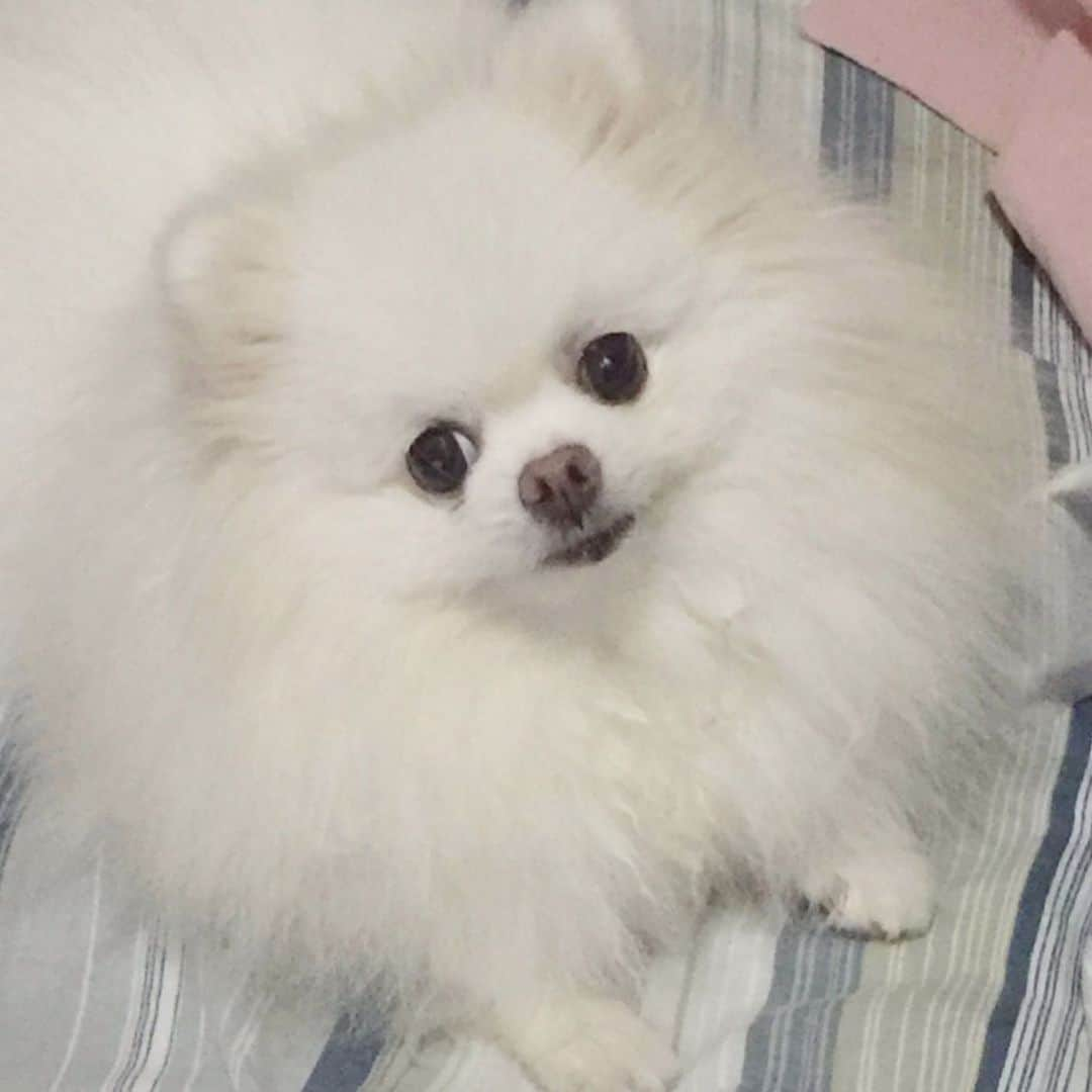 JEWELのインスタグラム：「She gives me belly rubs,head scratchies,ear rubs,cookies and even sings me a lullaby just to make me happy,healthy and satisfied.I hit the jackpot when mommy got me.I was not the easiest puppy to take care of because of my multiple health issues but she tries to give me the best life everyday.HAPPY MOTHER’S DAY to all furmoms out there who tries just as hard to care of us furkids like they do with the furless ones.❤️😍🐶🥰 #dogsofinstagram #weeklyfluff #fluffy #dogstagram #barkpost #barkbox #buzzfeedanimals #fluffy #instagood #instamood #mothersday」