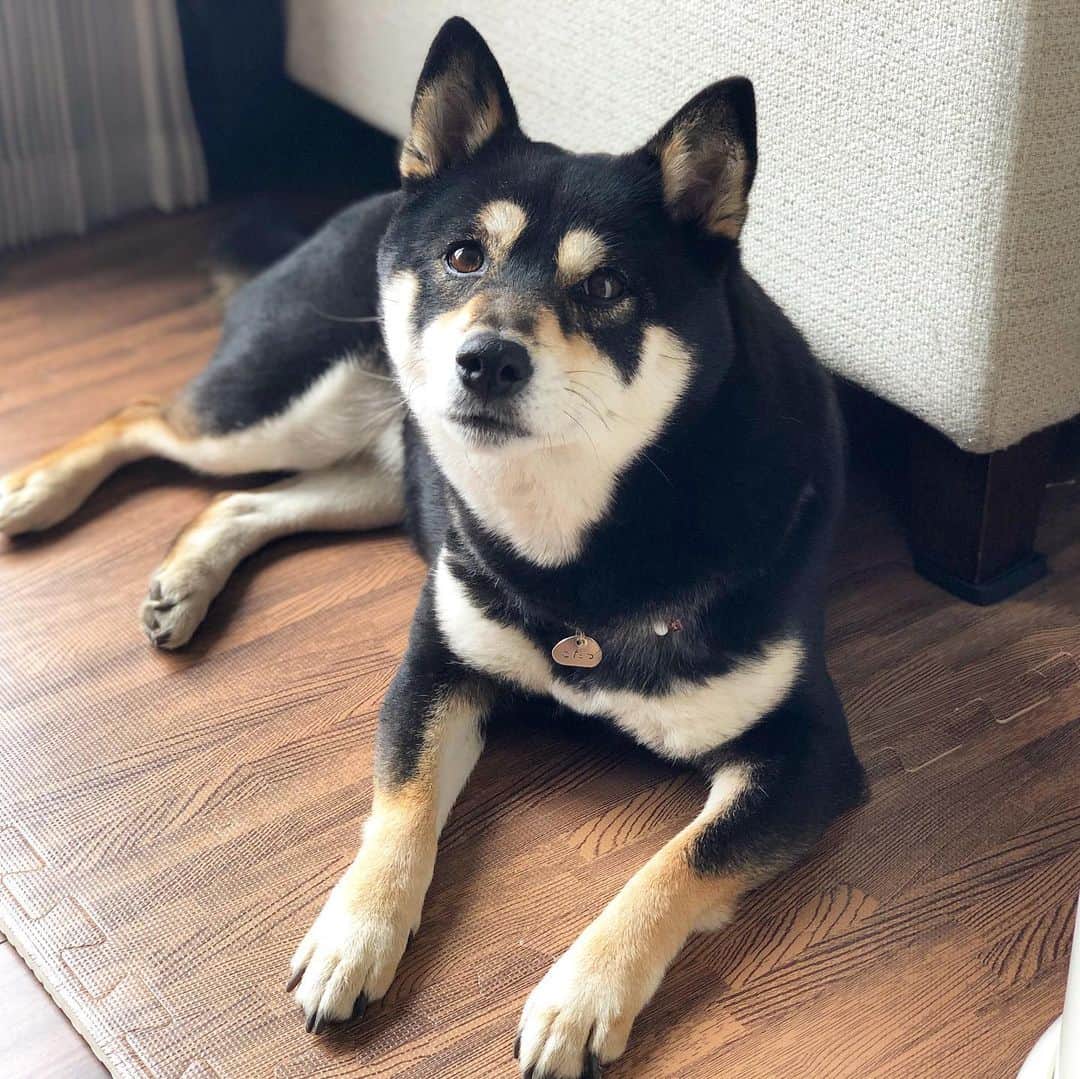 vo_coのインスタグラム：「🐾 5月13日は『愛犬の日』！ * なのに愛犬をほぼ一日中留守番させるとかひどくなーい？ とか言ってるとか言ってないとか * #5月13日は #愛犬の日 の他に #メイストームデー でもあるらしい #別れを切り出すのに最適な日 なんだってさ #shibastagram #instashiba #shiba #shibainu #黒柴 #柴犬」