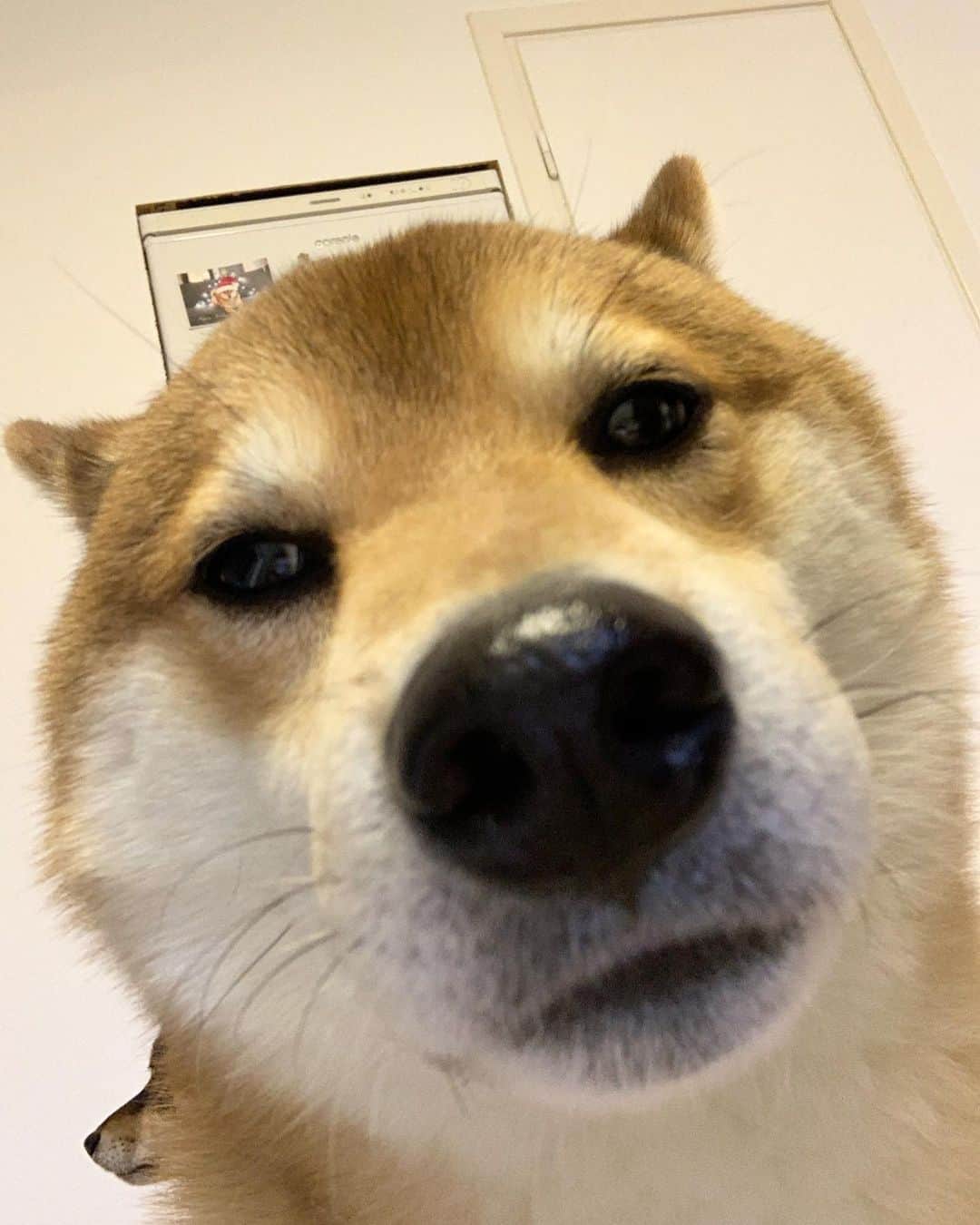 ?Fricko the Shiba Inu?のインスタグラム：「Monday mood 😑 🐾 🐾 🐾 #Fricko #🐶 #☀️ #shiba #shibainu #dog #柴犬 #赤柴  #adorable #shibalovers #shibaholics  #dogoftheday  #weeklyfluff #aww #dogstagram  #dogscorner #puppiesofinstagram #shibapuppy」