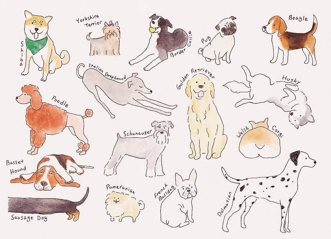 のインスタグラム：「5/13は愛犬の日🐶 Illusted by Mina」