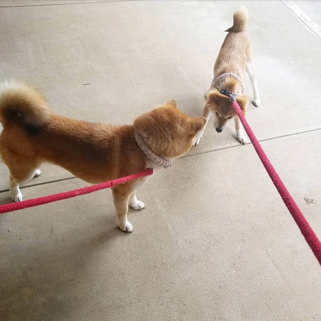 柴犬たま Shibainu Tamaさんのインスタグラム写真 - (柴犬たま Shibainu TamaInstagram)「* ミケしゃんがハウス拒否してると すかさずたママが助太刀💪 * Caption trans🇬🇧 When Meekeh says, "I will not go home!", Tama cooperated with her💪 * #柴犬たま #たママ #たま家族 #柴犬ミケ #イヤイヤさん #イヤイヤさん集合 #拒否柴 #ハウス拒否 #2枚目じわる #親子タッグ #協力プレイ #仲良し親子 #柴犬 #shiba #shibainu #shibastagram #犬 #dog #多頭飼い」5月13日 19時15分 - tama7653