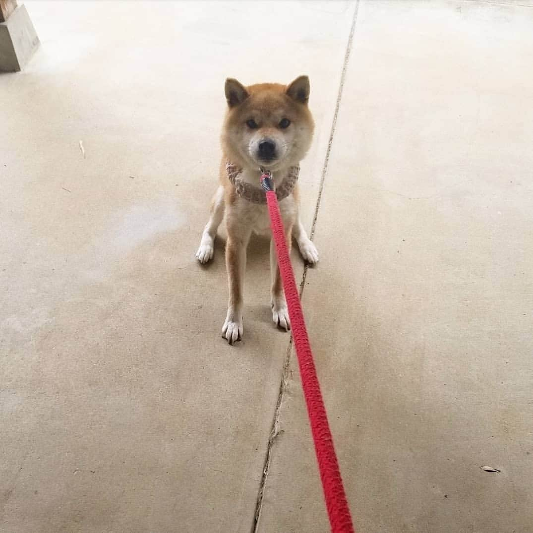 柴犬たま Shibainu Tamaのインスタグラム