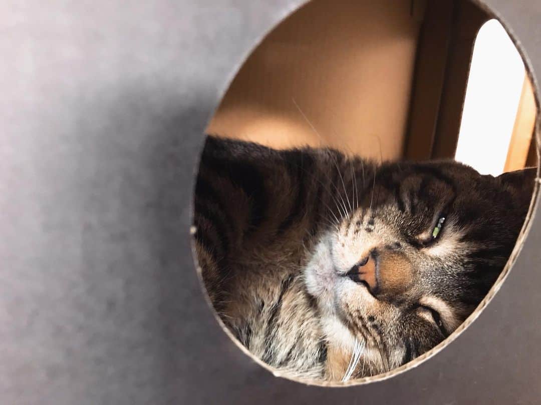 Musashiさんのインスタグラム写真 - (MusashiInstagram)「夕方ムサシさん。箱で寝てるなと思ったら薄目で見られていた。Half closed eyes.😑 #musashi #mck #cat #キジトラ #ムサシさん #ねこすたぐらむ #musashi_the_cat」5月13日 19時29分 - _daisy