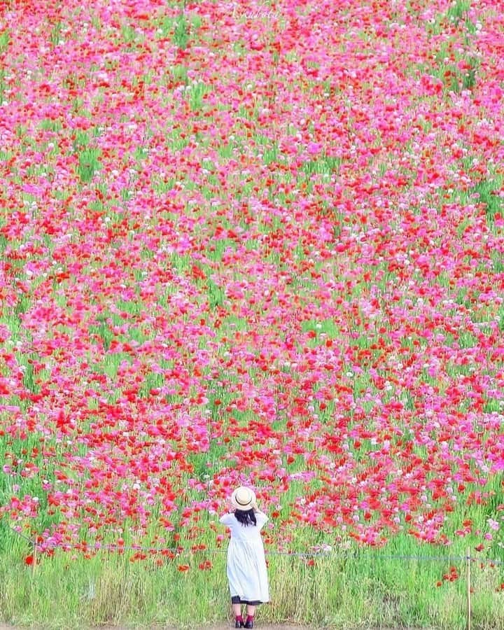 花の写真館のインスタグラム：「Photo by @ak._.s2.⠀ https://instagram.com/ak._.s2/⠀ .⠀ Original Post[投稿頂いたURL]⠀ https://www.instagram.com/p/BjbOKwkgGnM/⠀ .⠀ 本アカウントは、 #私の花の写真 をつけてInstagramに投稿された皆さまの花の写真や、「花の写真館」Facebookページで投稿された花の写真を紹介します。⠀ 「花の写真館」Facebookページは、「 @floral.photograph 」のプロフィールにあるURLからご覧ください。⠀ .⠀ #花の写真館 #floralphotograph #floralphoto #flower #flowers #富士フイルム #FUJIFILM⠀ Follow: @floral.photograph」