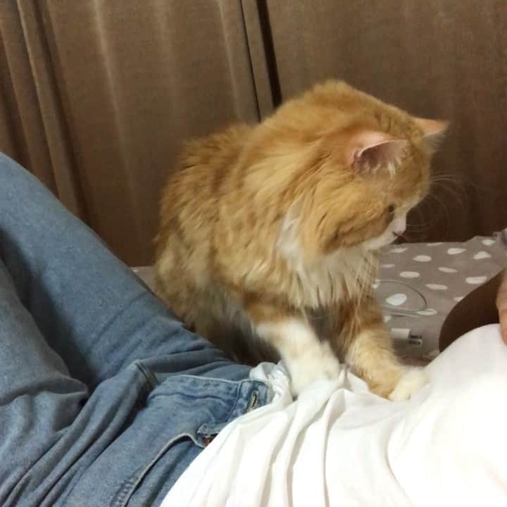 Haruのインスタグラム：「Kitty massage 🐾😊 #Alex #catmassage #หมอนวดมือหนึ่งเมืองน่าน #นวดแลกปลาทู」