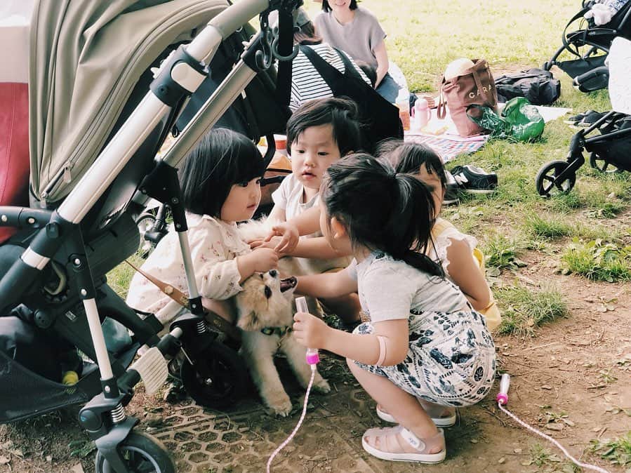 原田沙奈子さんのインスタグラム写真 - (原田沙奈子Instagram)「すんごい楽しかった日。 0歳から3歳までの子供たちも全力であそんだ。 はぁ…0歳の可愛さたるや。涙 ちなみにユズ🐶は今年で10歳の最年長。←リーダーのはずが…笑 暗くなった公園を出て二次会は我が家で。 久しぶりに朝から晩までみっちり楽しませてもらった。 愉快で朗らかで 泣いて笑って たくさんの気持ちを共有できる大好きなみんな！ありがとう♡ （ワカメとあさぼーにも会いたすぎてタグ付けちゃうんだから🙋‍♀️） #ピクニック」5月13日 19時34分 - sanakoharada
