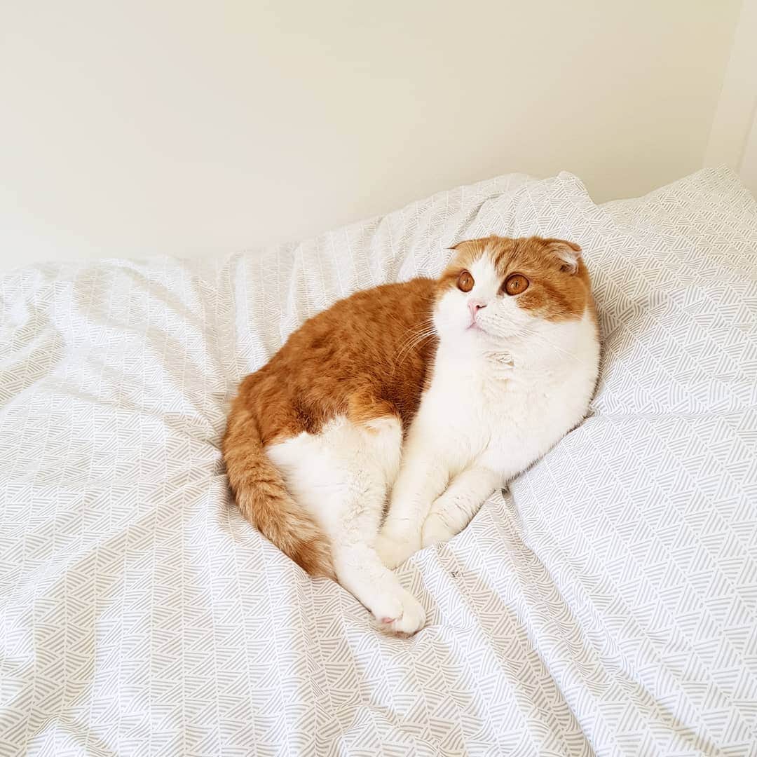 Nana _The Scottish Foldのインスタグラム：「A meowdel is always ready for some photos! . . 세상 혼자사나요 어디서든 화보분위기😚 . . . #고양이 #猫 #ねこ #スコ #cat #cats #catstagram # #instagramcats #instacat #bestmeow #catoftheday #catsofworld #catsloversworld #catsofday #냥스타그램 #또앙 #귀여워 #냥이 #caturday #gatos #cats_of_instagram #ilovemycat #catselfie #kittensofinstagram #kittens #catsdaily #kucing #mao」