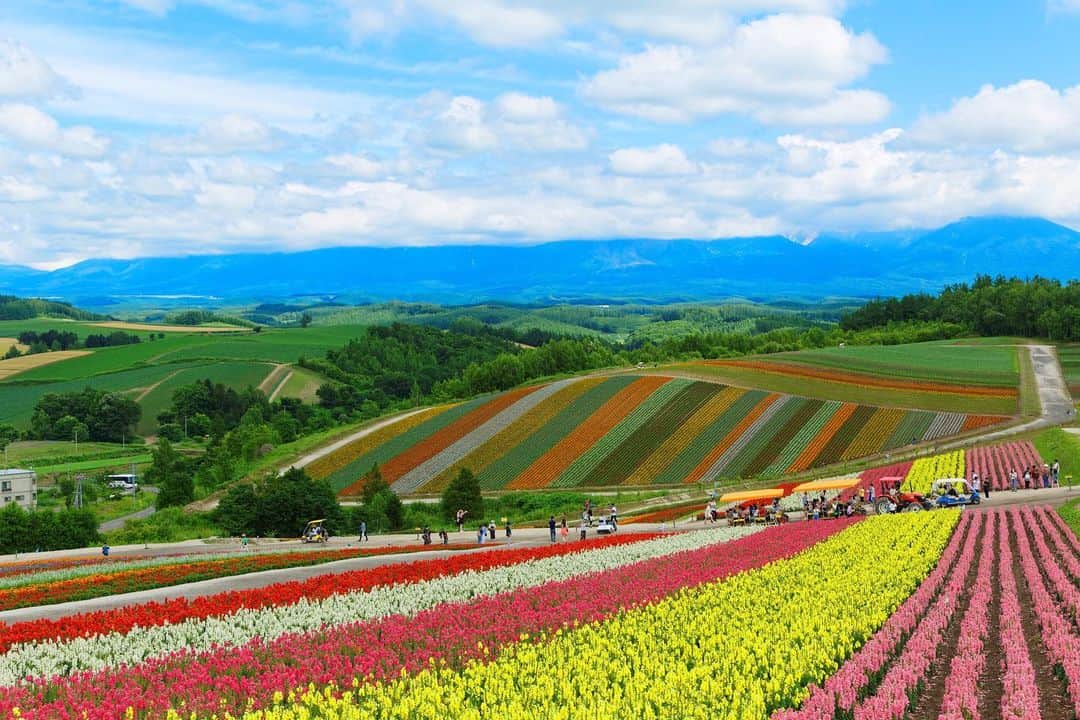 THE GATEさんのインスタグラム写真 - (THE GATEInstagram)「【Follow us! @thegate_japan】 THE GATE is a website for all journeys in Japan. Follow @thegate_japan for japan travel inspiration! . Shikisai no Oka(#四季彩の丘) is a hill that locates in #Biei(#美瑛), Hokkaido(#北海道). It is a huge flower garden of measuring 150 thousand square meters, and about 30 different kinds of flowers bloom like the arrangement of colors on a palette💐✨✨ . These flowers can be seen anytime between spring to and fall, but the period between July to September is the best to visit. Various types of flowers bloom all at once, creating a rainbow flower garden which cannot be seen anywhere else. . You can explore the flower fields by foot, or you can take the recommended “Norokko” bus tractor or the buggy. . Moreover, there are other ways to enjoy in this park such as going to the “#AlpacaFarm(#アルパカファーム )”, where you can interact with #alpacas at a very close distance, or the “Shikisai no Oka Farm” where you can buy vegetables made on the hill. In winter, the garden gets covered with snow, enabling you to enjoy winter sports such as snowmobile and snow rafting. . Check more information about Japan. →@thegate_japan . #Japan #thegate_japan  #travel #exploring #thegate #thegate_spring #visitjapan #sightseeing #ilovejapan #triptojapan #beautifulflowers #flowers #gardens #nature #beautifulnature #spring #park #flowerpark #lavenders  #tulip #animal #alpaca #farm」5月13日 20時18分 - thegate_travel