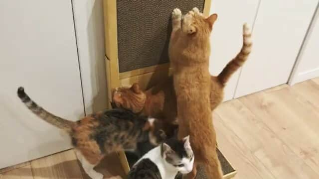 猫壱（ねこいち•ネコイチ）のインスタグラム