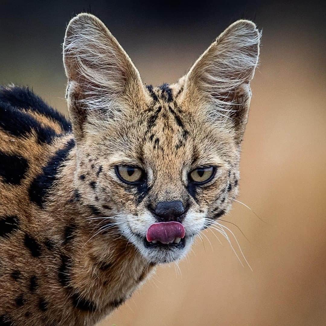 Discoveryさんのインスタグラム写真 - (DiscoveryInstagram)「“Bet you can’t touch your nose with your tongue!” 📸 + caption by Harman Singh Heer (@hshphotos) . . . . #adventure #travel #nature #photography #photooftheday #explore #naturephotography #nature #potd #bigcats #meow #wild #wildlifeIG #MondayMotivation」5月13日 20時23分 - discovery