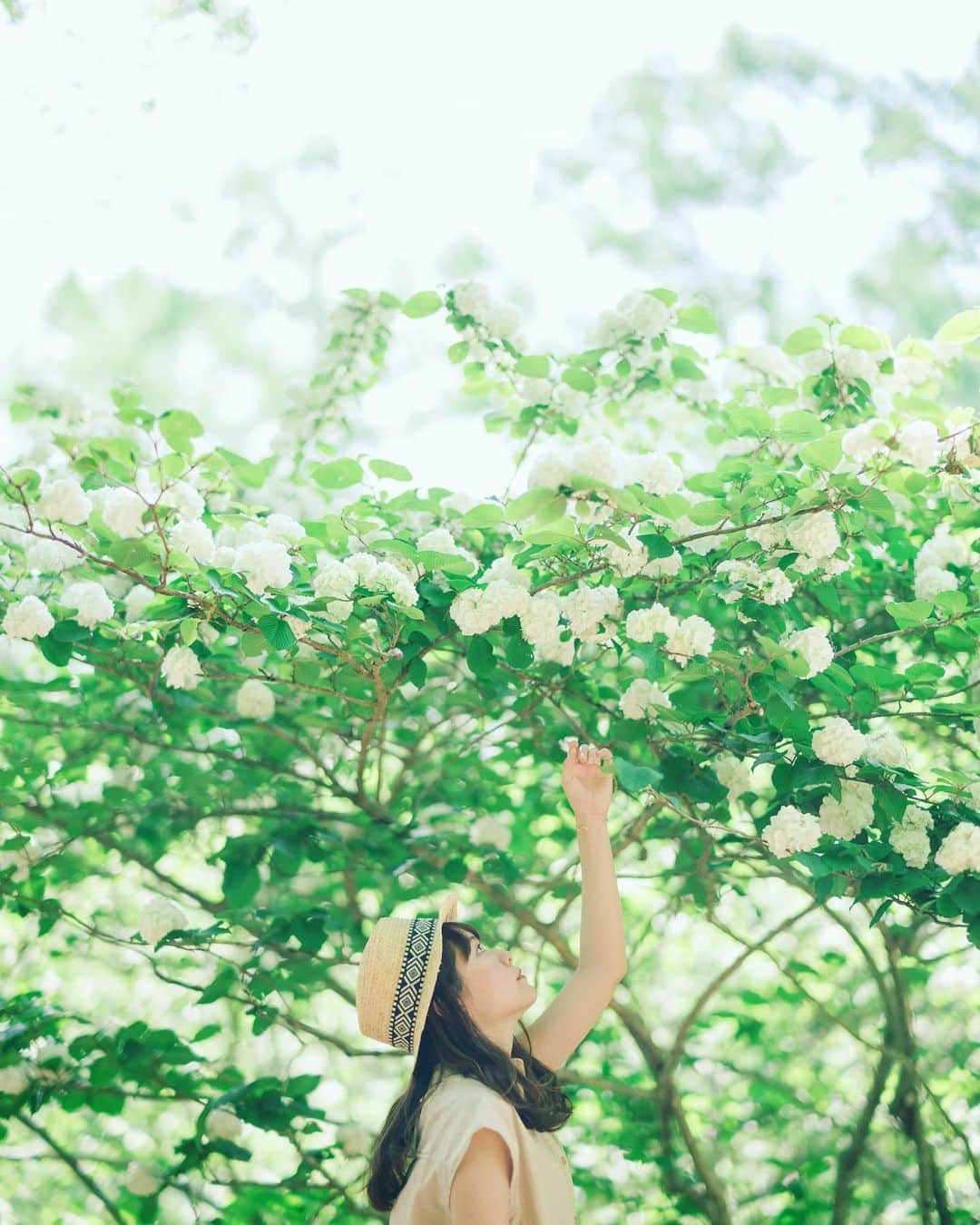 sorayuchiのインスタグラム：「・ 我が家のオオデマリは全てイモムシに食べ荒されました😭😭」