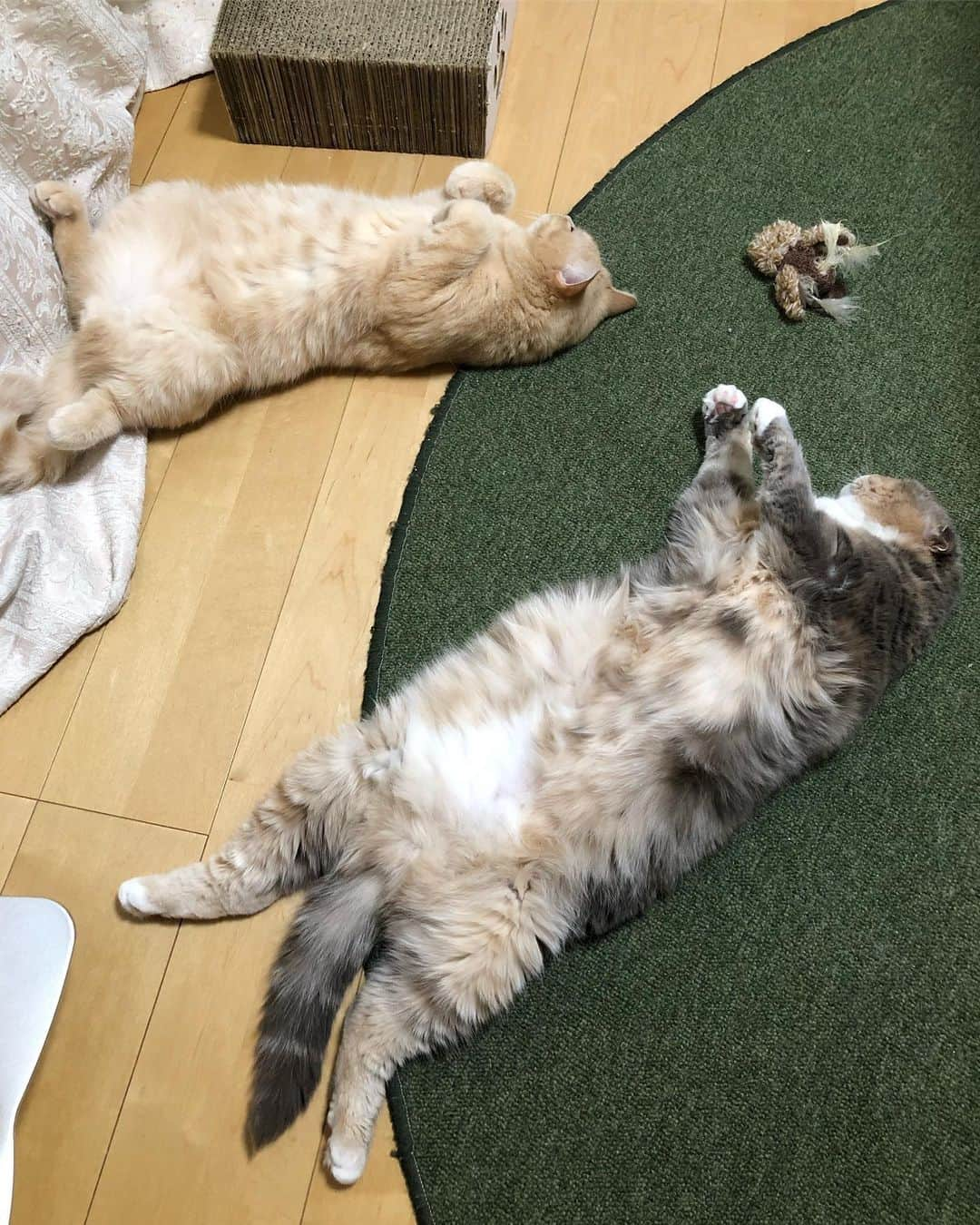 ami____5さんのインスタグラム写真 - (ami____5Instagram)「* 今日は猫が2匹 裏返っているのでいい日🥺💞🍀 * * #猫#ねこ#もふもふ#スコティッシュ#スコティッシュフォールド#三毛#三毛猫#ブリティッシュショートヘア#クリームタビー#まん丸ねこ部  #scottishfold #britishshorthair #cat #cats #catstagram #kitten #kitty #kittens #petstagram #catoftheday #catsofinstagram #ilovemycat #instagramcats #lovecats #lovekittens #adorable #catlover」5月13日 20時23分 - ami____5