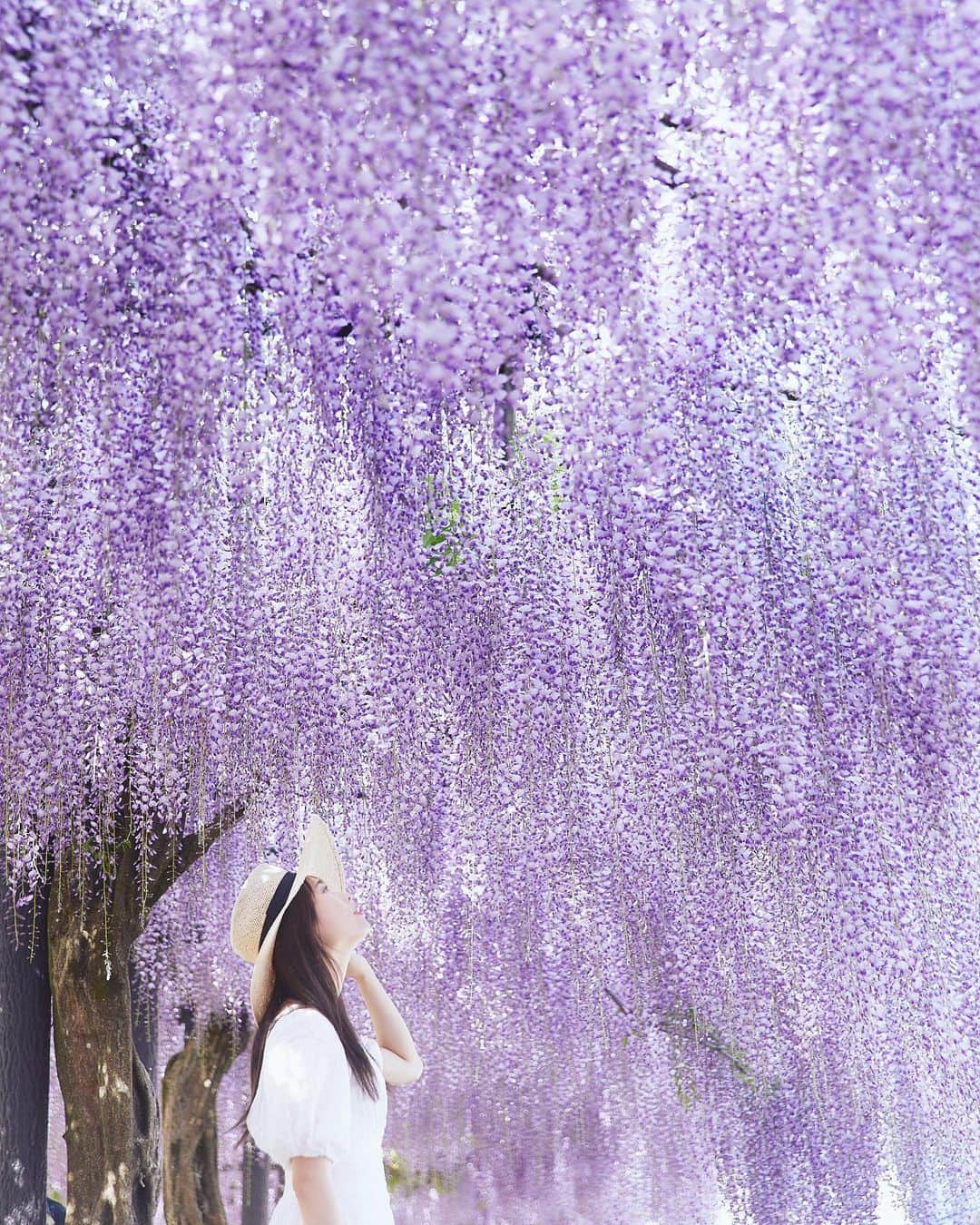 Najiiのインスタグラム：「Wisteria flowers」