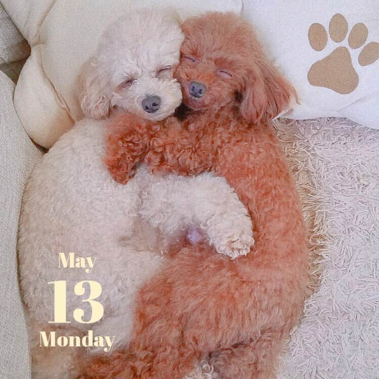 のインスタグラム：「今日は#愛犬の日🐶﻿ ﻿﻿ きゅっとくっつくトイプードル、かんわいい😭❤︎﻿ ﻿﻿ #snowcam #snowアプリ #instagood #l4l﻿﻿ #5月 #maymood #愛犬 #犬 #ワンちゃん #トイプードル #犬バカ部 #親バカ部 #お洒落さんと繋がりたい」