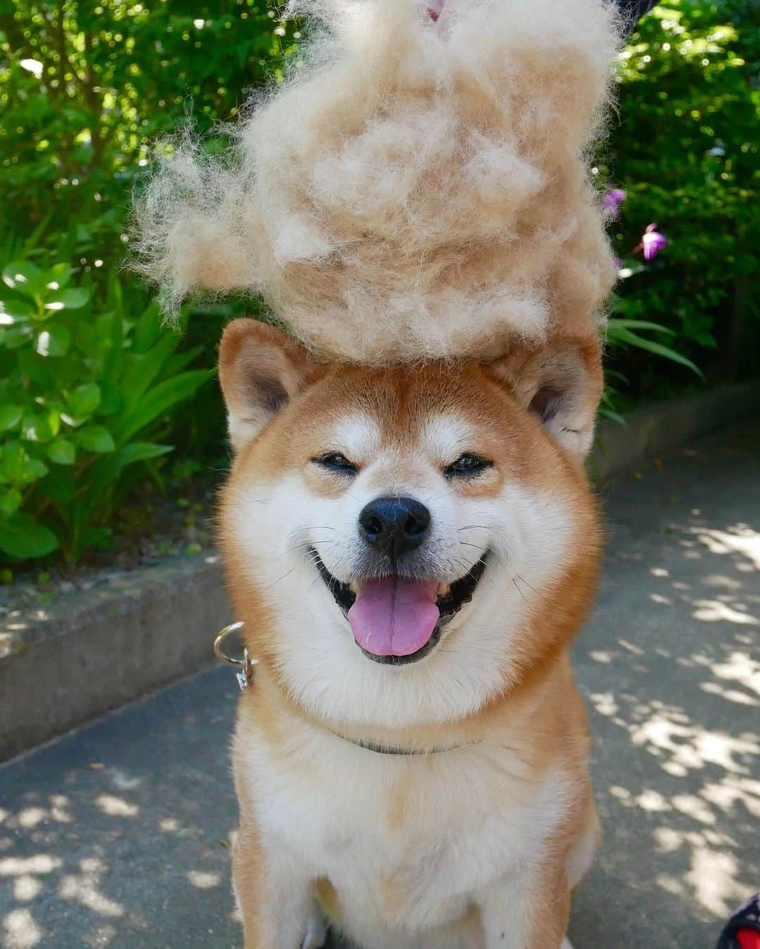 shibainu berryさんのインスタグラム写真 - (shibainu berryInstagram)「afro🐻😂 ①〜④アフロ🐻😂 まだまだ抜けてます😓 ＊ ⑤母の日はスチーマー🎁使ってるのが調子悪くなってきてたから。ズボラなばあばが唯一続けてるスチーマー✨テレビ見ながら出来るもんね😅👍ずっと元気でいてね〜❤️大好き👵❤️ #❤️迷子犬の掲示板応援団 @maigo_dog  #❤️迷子犬の掲示板四国応援 @maigo_dog_shikoku #めざせ迷子犬ゼロ👌 #柴犬 #べりやん #べりむく #多頭飼い #berry #shiba #shibainu  #shibainumania #shibastagram #instashiba #ぷにっと部 #口角キュキュッと部  #チーム俺様 →部員絶賛募集中 #shiba_snap #proudshibas #west_dog_japan #サンデイ #instagramjapan #ふわもこ部 #pecoいぬ部 #pecotv #buzzfeedanimals #dogsofinstagram #dogsofinstaworld #dogs_of_instagram #9gag」5月13日 21時03分 - shibainu.berry