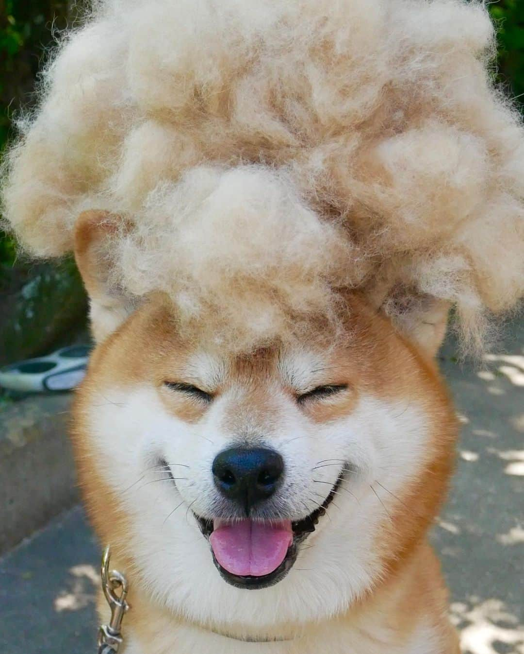 shibainu berryさんのインスタグラム写真 - (shibainu berryInstagram)「afro🐻😂 ①〜④アフロ🐻😂 まだまだ抜けてます😓 ＊ ⑤母の日はスチーマー🎁使ってるのが調子悪くなってきてたから。ズボラなばあばが唯一続けてるスチーマー✨テレビ見ながら出来るもんね😅👍ずっと元気でいてね〜❤️大好き👵❤️ #❤️迷子犬の掲示板応援団 @maigo_dog  #❤️迷子犬の掲示板四国応援 @maigo_dog_shikoku #めざせ迷子犬ゼロ👌 #柴犬 #べりやん #べりむく #多頭飼い #berry #shiba #shibainu  #shibainumania #shibastagram #instashiba #ぷにっと部 #口角キュキュッと部  #チーム俺様 →部員絶賛募集中 #shiba_snap #proudshibas #west_dog_japan #サンデイ #instagramjapan #ふわもこ部 #pecoいぬ部 #pecotv #buzzfeedanimals #dogsofinstagram #dogsofinstaworld #dogs_of_instagram #9gag」5月13日 21時03分 - shibainu.berry