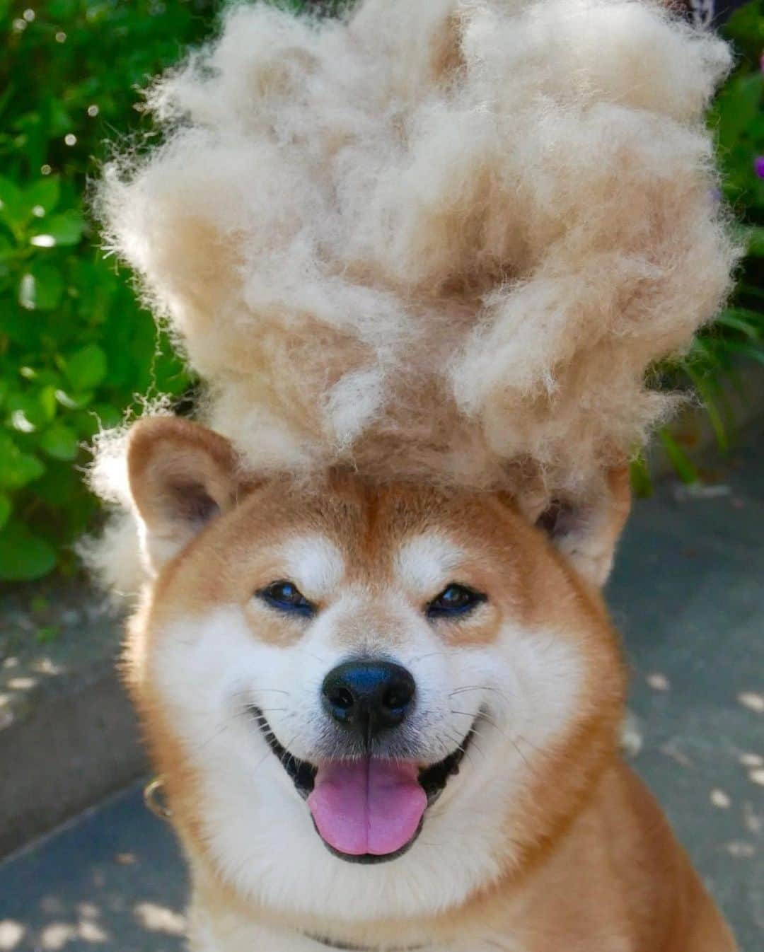 shibainu berryさんのインスタグラム写真 - (shibainu berryInstagram)「afro🐻😂 ①〜④アフロ🐻😂 まだまだ抜けてます😓 ＊ ⑤母の日はスチーマー🎁使ってるのが調子悪くなってきてたから。ズボラなばあばが唯一続けてるスチーマー✨テレビ見ながら出来るもんね😅👍ずっと元気でいてね〜❤️大好き👵❤️ #❤️迷子犬の掲示板応援団 @maigo_dog  #❤️迷子犬の掲示板四国応援 @maigo_dog_shikoku #めざせ迷子犬ゼロ👌 #柴犬 #べりやん #べりむく #多頭飼い #berry #shiba #shibainu  #shibainumania #shibastagram #instashiba #ぷにっと部 #口角キュキュッと部  #チーム俺様 →部員絶賛募集中 #shiba_snap #proudshibas #west_dog_japan #サンデイ #instagramjapan #ふわもこ部 #pecoいぬ部 #pecotv #buzzfeedanimals #dogsofinstagram #dogsofinstaworld #dogs_of_instagram #9gag」5月13日 21時03分 - shibainu.berry