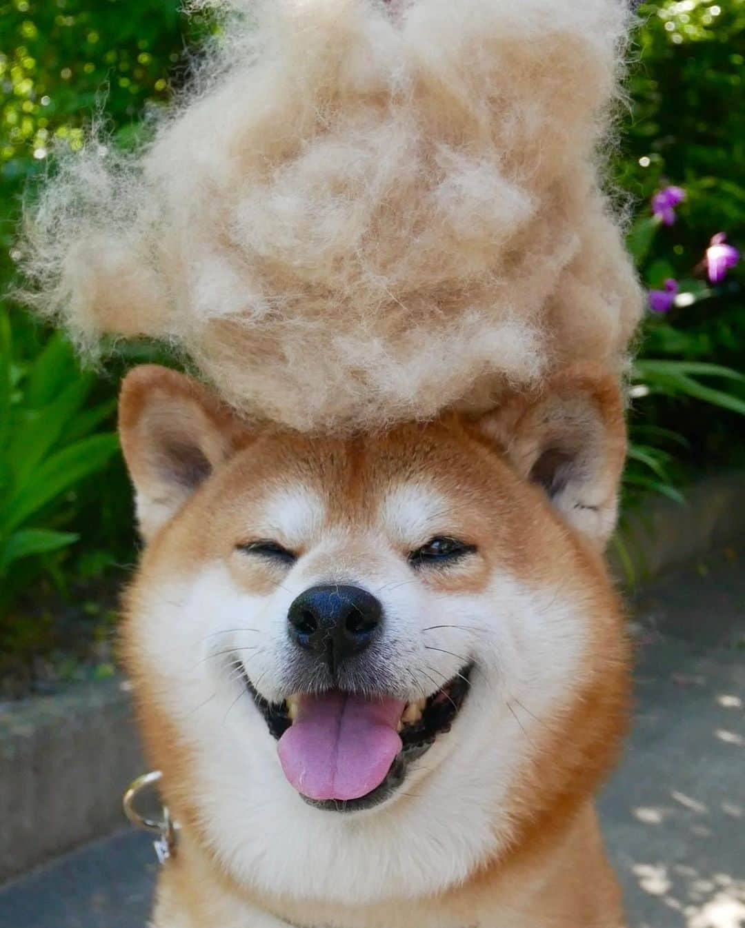 shibainu berryさんのインスタグラム写真 - (shibainu berryInstagram)「afro🐻😂 ①〜④アフロ🐻😂 まだまだ抜けてます😓 ＊ ⑤母の日はスチーマー🎁使ってるのが調子悪くなってきてたから。ズボラなばあばが唯一続けてるスチーマー✨テレビ見ながら出来るもんね😅👍ずっと元気でいてね〜❤️大好き👵❤️ #❤️迷子犬の掲示板応援団 @maigo_dog  #❤️迷子犬の掲示板四国応援 @maigo_dog_shikoku #めざせ迷子犬ゼロ👌 #柴犬 #べりやん #べりむく #多頭飼い #berry #shiba #shibainu  #shibainumania #shibastagram #instashiba #ぷにっと部 #口角キュキュッと部  #チーム俺様 →部員絶賛募集中 #shiba_snap #proudshibas #west_dog_japan #サンデイ #instagramjapan #ふわもこ部 #pecoいぬ部 #pecotv #buzzfeedanimals #dogsofinstagram #dogsofinstaworld #dogs_of_instagram #9gag」5月13日 21時03分 - shibainu.berry