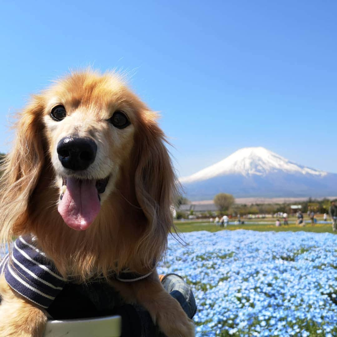 ?モデル?大地?さんのインスタグラム写真 - (?モデル?大地?Instagram)「♪🐾2019*5*13 🐾 . 今日は【🐾愛犬の日】なんだって🎶✌️😄 . . 🐾ボクんちは 【毎日❤大ちゃんの日】だけどね🎶✌️😁ｲﾋﾋｯ🎶 . . 🐾🐾🐾🐾🐾🐾🐾🐾🐾🐾🐾🐾🐾🐾 . #大地#大好き#だいすき #いつも一緒#ずっと一緒 #大地なしでは生きて行けませんw #いぬ#犬#わんこ#ワンコ . #愛犬 #犬バカ部#いぬら部#いぬすたぐらむ #犬のいる暮らし #pecoいぬ部#わんこのunco . #横浜#yokohama#神奈川 #富士山#fuji #山梨 #青空 #散歩 #お散歩 #ミニチュアダックスフンド#ミニチュアダックス #ダックスフンド#ダックス」5月13日 21時09分 - sachi_daichi