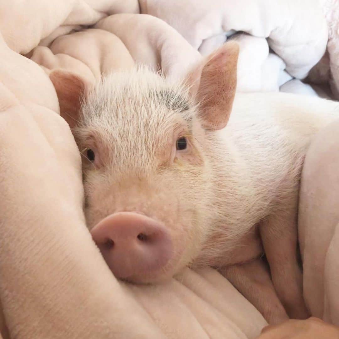 Priscilla and Poppletonさんのインスタグラム写真 - (Priscilla and PoppletonInstagram)「Guess what Penn? It’s the last Monday Pop and I have to leave you for school. Only 9 more days until summer vacation.🐷🐽#piginablanket #camoflauge #lazypig #summervacation #PiggyPenn #PrissyandPop」5月13日 21時11分 - prissy_pig