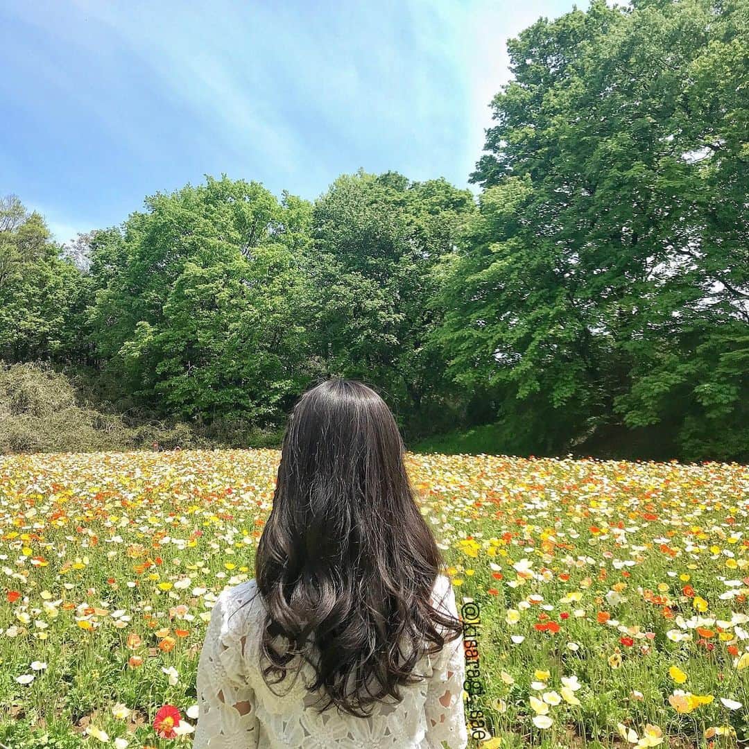 如月さえさんのインスタグラム写真 - (如月さえInstagram)「* 🌼🌼🌼 * #自己満で載せてます * #goodnighteveryone😴 #instagood #instagram #instapic #instalike  #nature_lovers #bestnatureshots #flowerstagram #bestphoto_japan #poppy #springflowers #お花見 #ポピー #お散歩 *」5月13日 21時17分 - kisaragi_sae