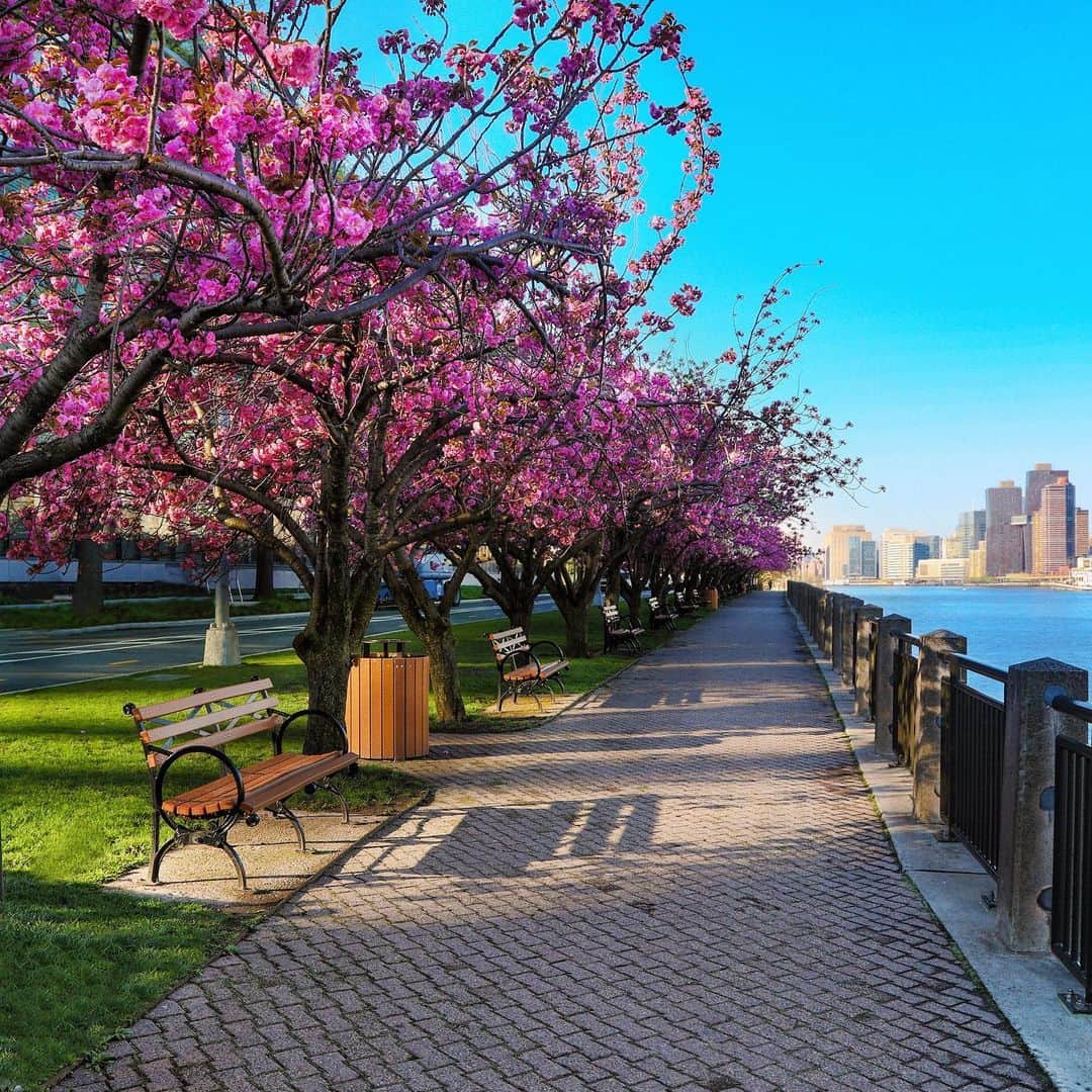 Bloomingdale'sさんのインスタグラム写真 - (Bloomingdale'sInstagram)「This view is worth *all* the seasonal allergies 😂🤧🌸 . . . . . . . #CherryBlossoms #RooseveltIsland #NYCLife #ILoveNewYork #Bloomingdales」5月13日 21時32分 - bloomingdales
