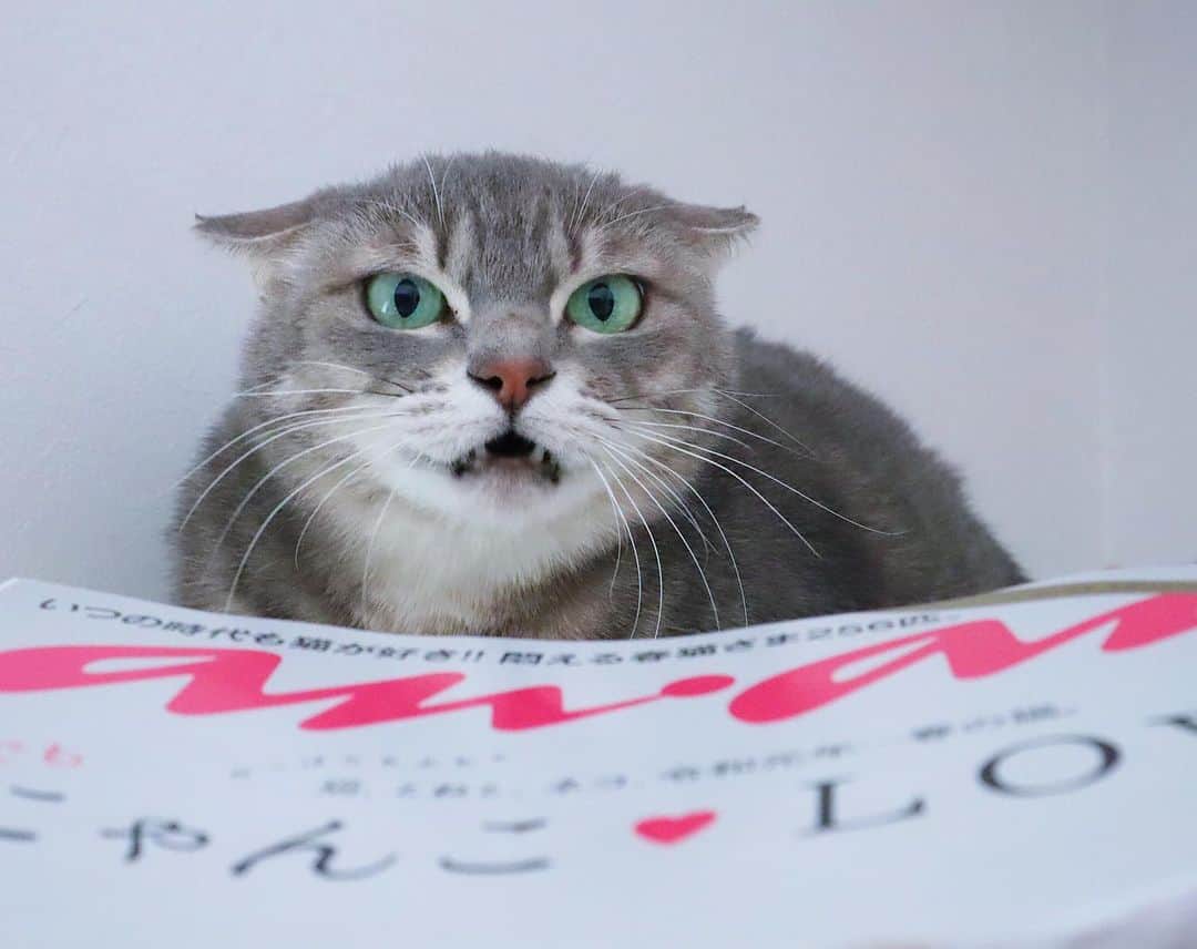 のインスタグラム：「✼ これ以上近づくと😾 火傷するシャー💥💥💥 * ananに新茶を載せていただきました😆✨ 読むとき火傷しないよう気をつけてね😂🔥😼 * * #anan #にゃんこlove #フィリックスpeco #pecoマガジン表紙デビュー #ねこにすとパネル希望 #猫八写真クラブ展2019 * #catsofinstagram #instacat_meows #IGersJP #rakutenpet #nyancon01 #my_eos_photo #関西ねこ部 #ふわもこ部 #ペコねこ部 #ペトこと猫部 #無敵の親バカ同盟 #スタペグラム #猫びよりプラス #ねこのきもち #ねこのいる暮らし #今日のうちの子🐶🐱 #サンデイ #朝ワンコ夕ニャンコ * #fukukohakushinchabook #fukukohakushinchacongrats #fukushincha #marikill66_0513  #新茶シャー」