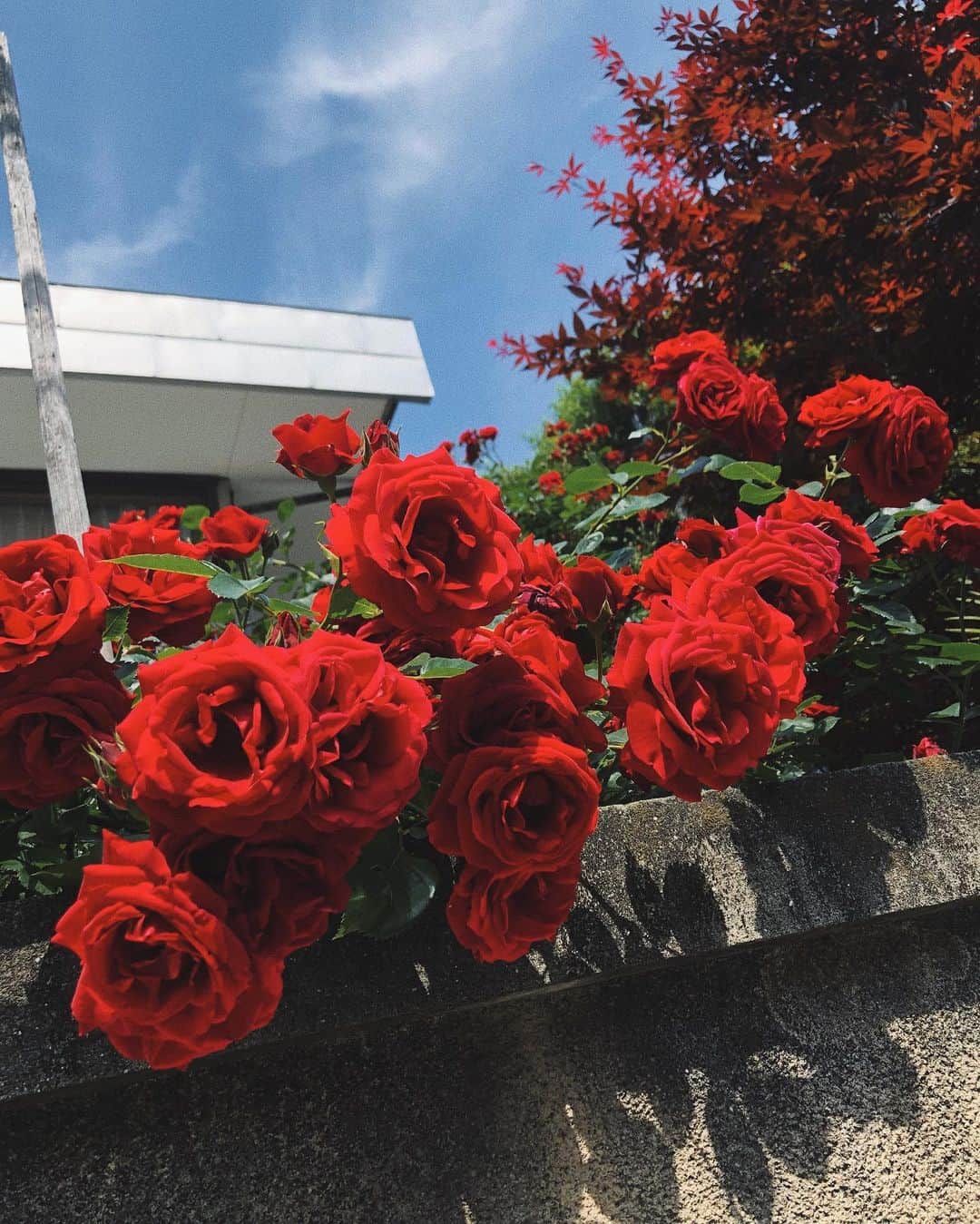 Juriさんのインスタグラム写真 - (JuriInstagram)「事務所の近くに咲いているバラ ちょっといただいてラフォーレに飾りたい！w #🌹」5月13日 21時33分 - juritakiguchi