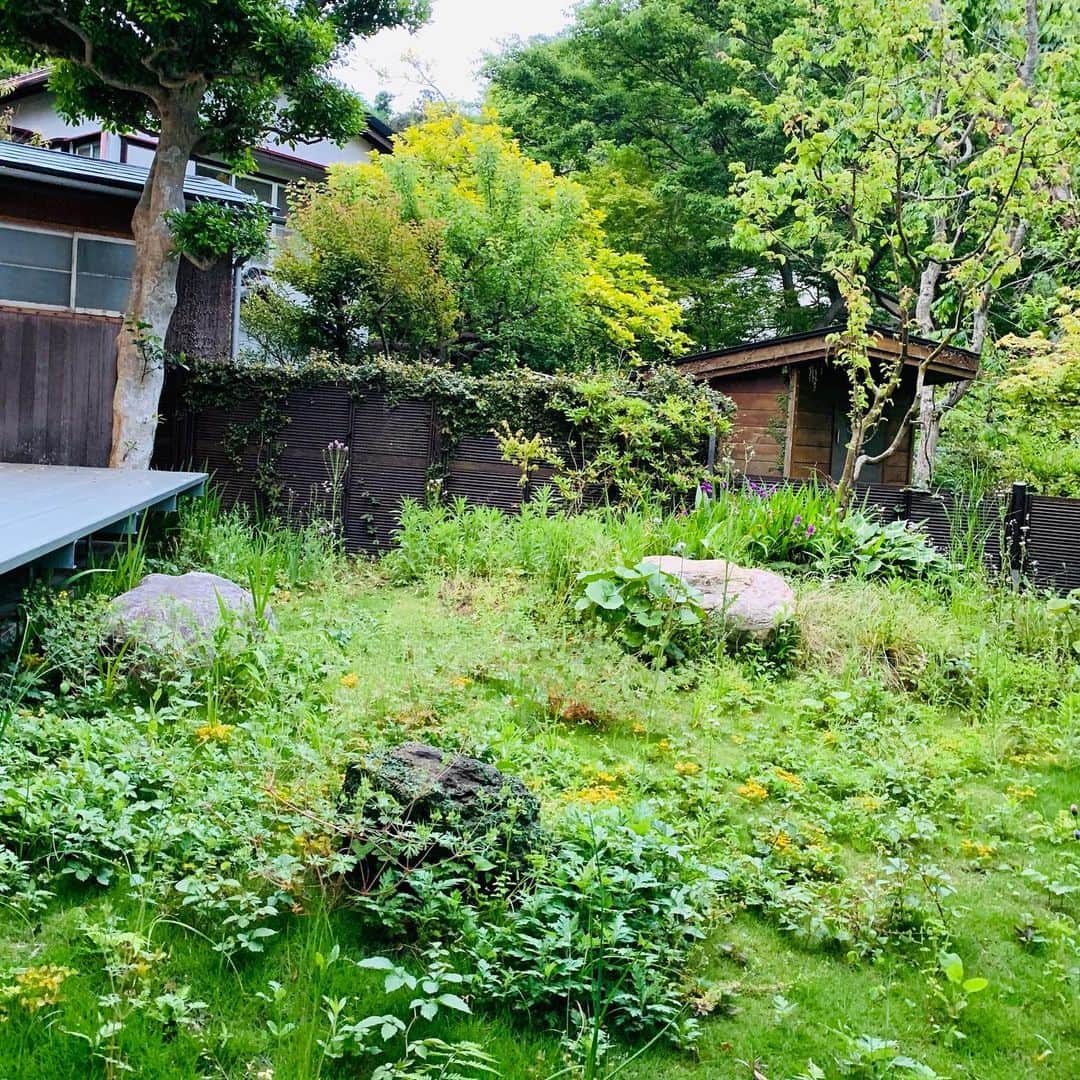 伊藤直樹さんのインスタグラム写真 - (伊藤直樹Instagram)「元料亭だった鎌倉オフィスには庭があり、植えた芝と勝手に生えた雑草と日本庭園時代からあった大きな石のミックスがなんとも良くて、雑草を抜くのをためらってしまう。整と雑のゆらぎ。青春の青とは陰陽五行思想から来ているようですが、5月ぐらいの新緑が一気に芽吹き、雑草も一気に成長して、夏に向けて剪定が行なわれるこの時期って、人生において雑然とした感情や思考の色々が次第に整いながら大人になっていく青春の時期とすごく似てるなあと。#鎌倉 #kamakura #WIRED #青春 #adolescence #北条SANCI #新緑 #japanesegardens #verdure  #雑草好き #デレクジャーマンの庭 #japan #lifeinjapan #ワイルドガーデン #植物のある生活 #mtshasta #シャスタ山」5月13日 21時37分 - naokiitoparty