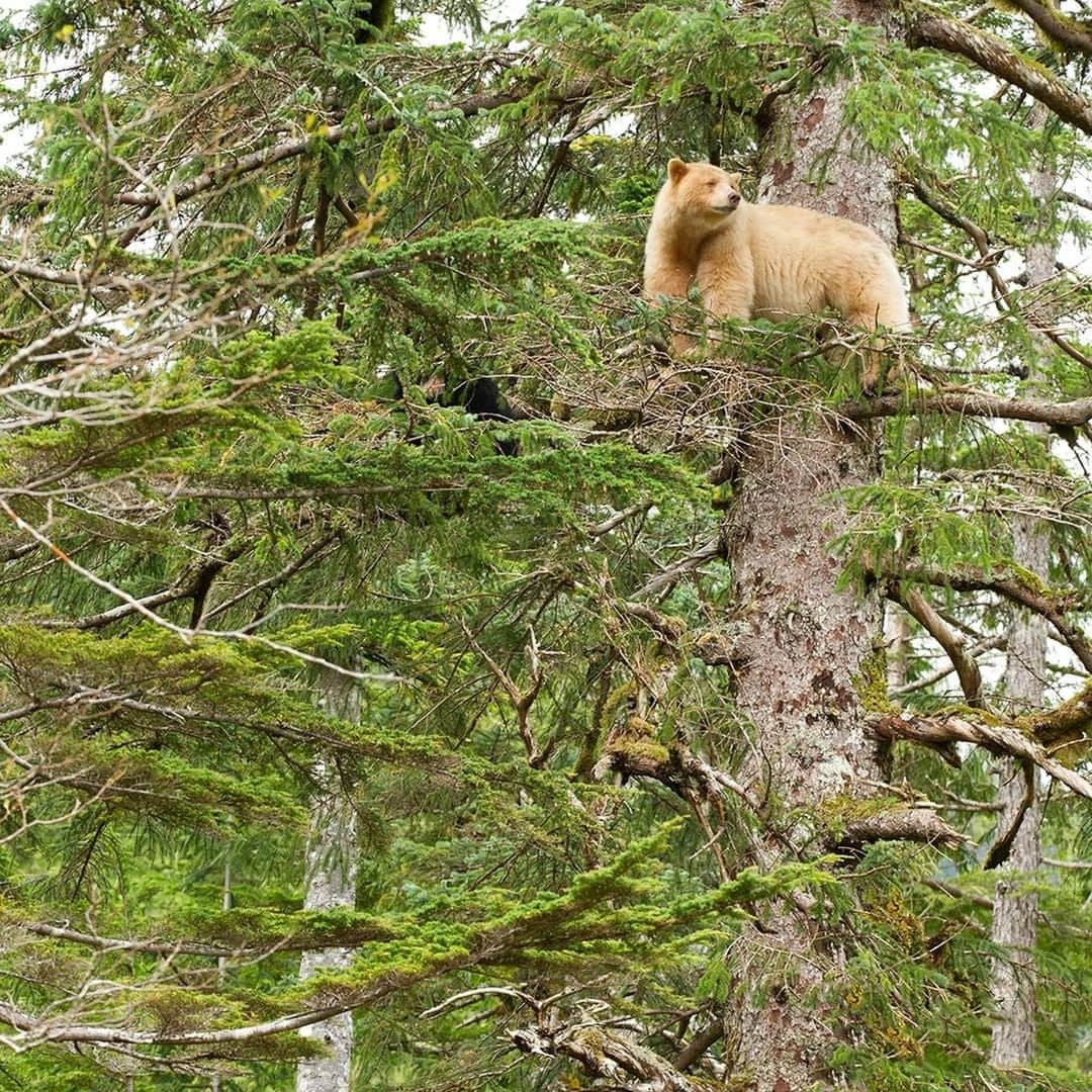 National Geographic Travelさんのインスタグラム写真 - (National Geographic TravelInstagram)「Photo by @daisygilardini | The Great Bear Rainforest on B.C.'s Pacific coast is home to the Kermode bear, also known as the “spirit bear,” as well as black and brown bears. The elusive spirit bear is a black bear with a recessive gene that makes its fur appear a creamy yellow. They’re shy and do not like to share their territory with the much bigger grizzly bears. This mother climbed a tree with her black cub the moment she scented her big neighbor. We observed the grizzly pass by. It was only after a few hours, when the danger was long gone, that the mother spirit bear and her cub decided to climb down and go back to fishing in the river. Follow me @DaisyGilardini for more images and stories behind the scenes. #bear #spiritbear #kermodebear #greatbearrainforest」5月28日 16時11分 - natgeotravel