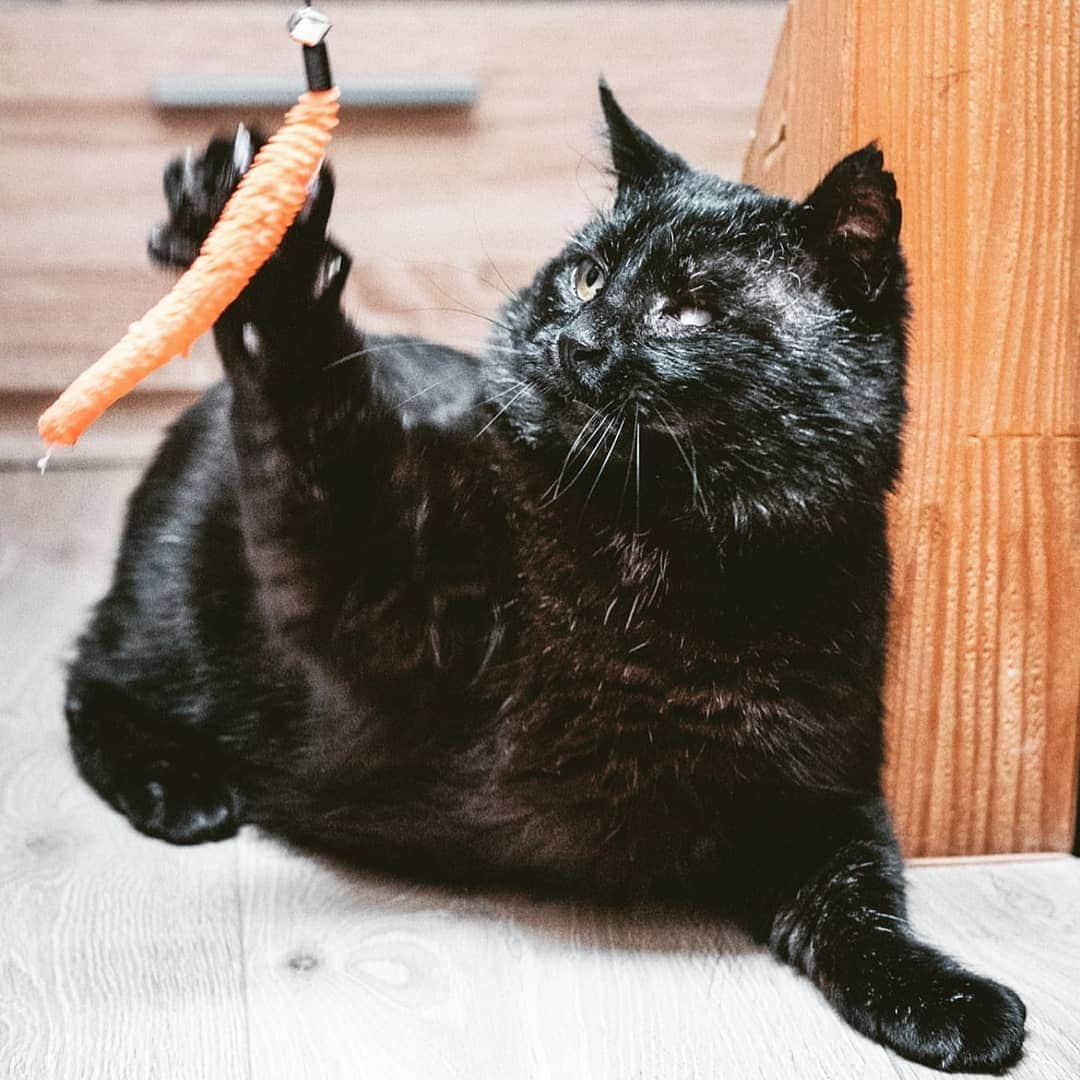 CatStockerさんのインスタグラム写真 - (CatStockerInstagram)「Hello! #catstocker is here!  Follow our FURRriend @pommedenez  Scroll right for more pictures 👉 . . . . .  #cat #neko #mačka #chat #kočka #котка #kotek #kot #кіт #mače #кошка #кот #katze #gato #gatto #kissa #kattunge #猫 #고양이 #貓 #kedi #köttur  #子猫 #חתול #кішка #gatinho #котенок #gatito #kitten」5月28日 16時41分 - catstocker