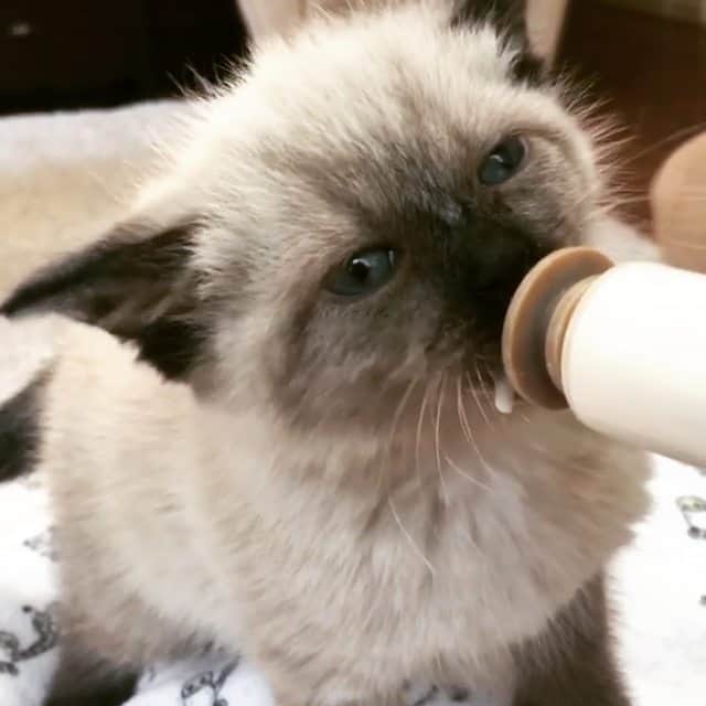CatStockerのインスタグラム：「Hello! #catstocker is here! Follow our FURRriend @whiskersnpurrs . . . . .  #cat #neko #catstockervideo #chat #kočka #котка #kotek #kot #кіт #mače #кошка #кот #katze #gato #gatto #kissa #子猫 #猫 #고양이 #貓 #kedi #köttur #kissanpentu #חתול #кішка #kittens #小猫 #kätzchen #котята」