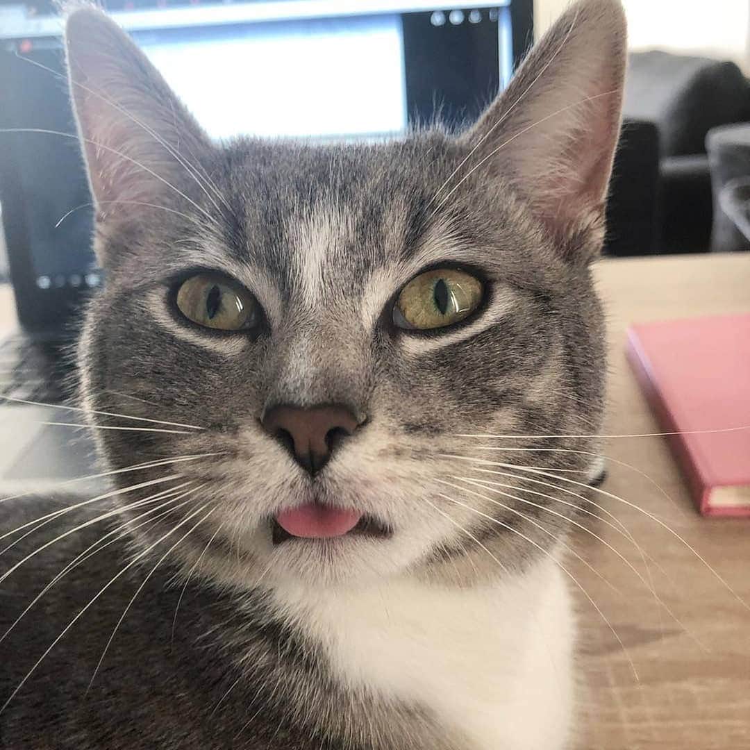 Aww Clubさんのインスタグラム写真 - (Aww ClubInstagram)「Derp mode activated 📷@littlebittyoctober @terror.tommy @karenhana @muji_le_chat @mei.meows @cocotheleopard @molly_britishshorthair @luka_and_kenya @wildcatcentre @leo.carlos.bsh  Tag #meowedtongueout to get a chance to be featured  #meowed #meowedtongueout #TOT #tongueouttuesday #Persian #bengal #snowbengal #blackcat #britishshorthair  #BSH #Cheetah #Derp #👅」5月28日 17時02分 - meowed