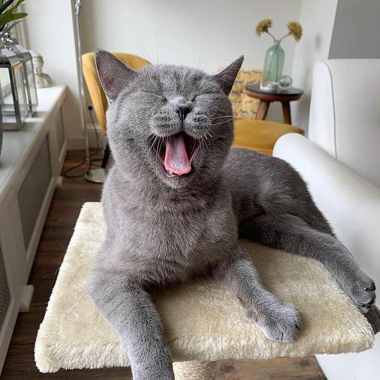 Aww Clubさんのインスタグラム写真 - (Aww ClubInstagram)「Derp mode activated 📷@littlebittyoctober @terror.tommy @karenhana @muji_le_chat @mei.meows @cocotheleopard @molly_britishshorthair @luka_and_kenya @wildcatcentre @leo.carlos.bsh  Tag #meowedtongueout to get a chance to be featured  #meowed #meowedtongueout #TOT #tongueouttuesday #Persian #bengal #snowbengal #blackcat #britishshorthair  #BSH #Cheetah #Derp #👅」5月28日 17時02分 - meowed