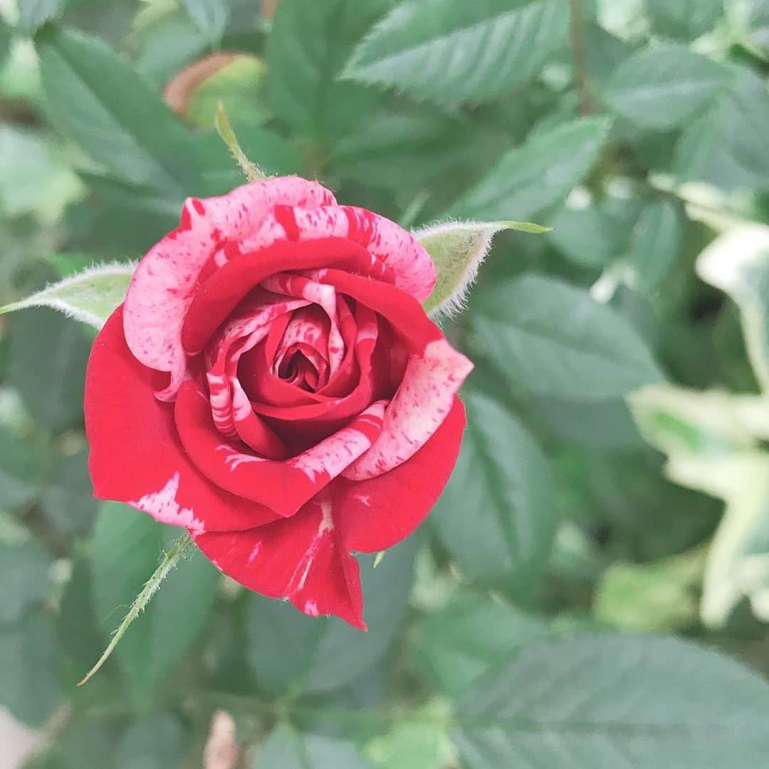 金子エミさんのインスタグラム写真 - (金子エミInstagram)「母の家に来たら一輪の紅白の薔薇が綺麗に咲いて私を見ているようでした…🥀 あなたは綺麗で素敵よ！もっともっと大きく咲きなさい！とも、話しかけたヤバい私〜🥀🤪」5月28日 17時02分 - emikaneko1114