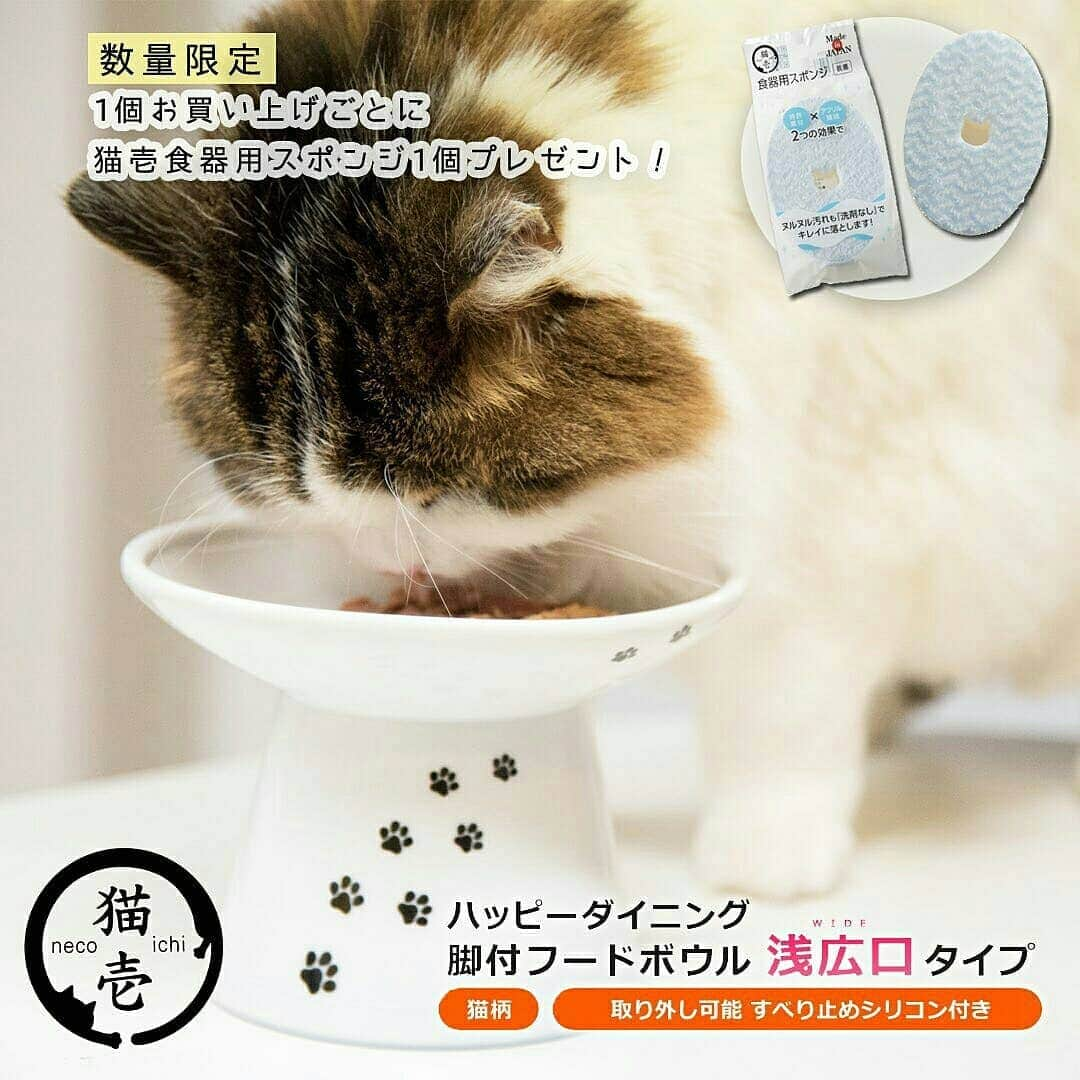 猫壱（ねこいち•ネコイチ）のインスタグラム