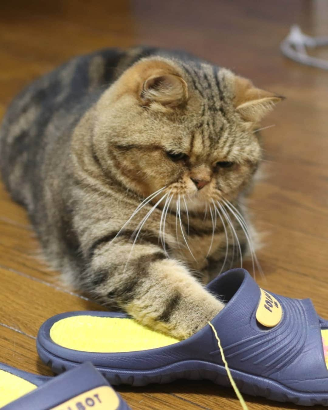 寅次郎（とらちゃん）さんのインスタグラム写真 - (寅次郎（とらちゃん）Instagram)「☆ Playing time . 何してるとこかわかるかにゃ？ . 答えはスワイプしてみてにゃん😹 . #最近のマイブーム #スリッパ遊び #カシャブン #ペットのおしりコンテスト . .」5月28日 17時24分 - torachanthecat