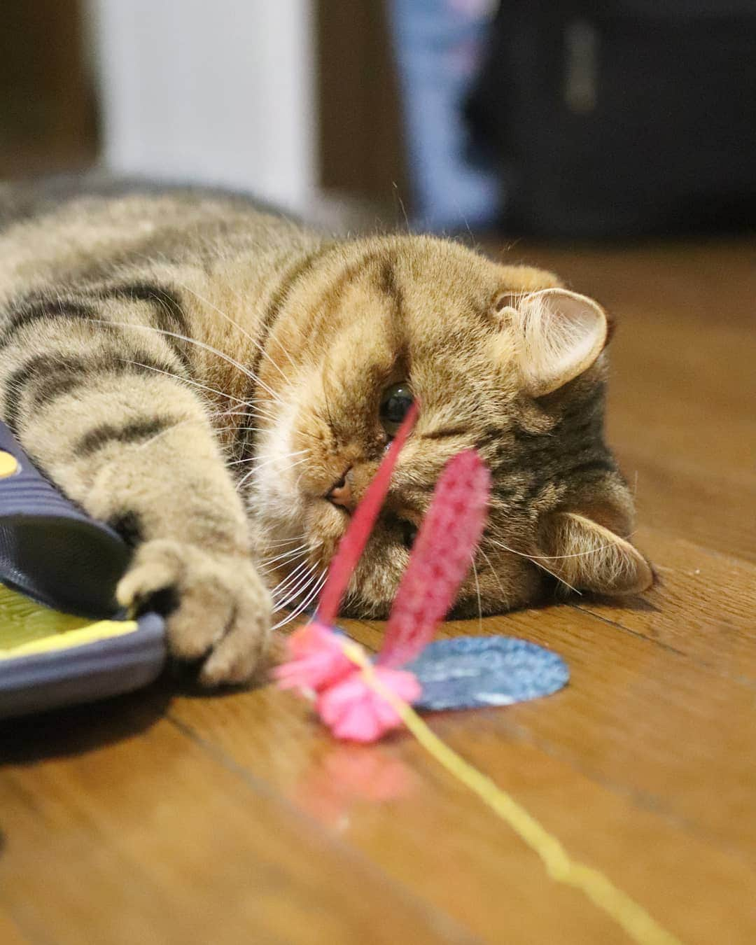 寅次郎（とらちゃん）さんのインスタグラム写真 - (寅次郎（とらちゃん）Instagram)「☆ Playing time . 何してるとこかわかるかにゃ？ . 答えはスワイプしてみてにゃん😹 . #最近のマイブーム #スリッパ遊び #カシャブン #ペットのおしりコンテスト . .」5月28日 17時24分 - torachanthecat